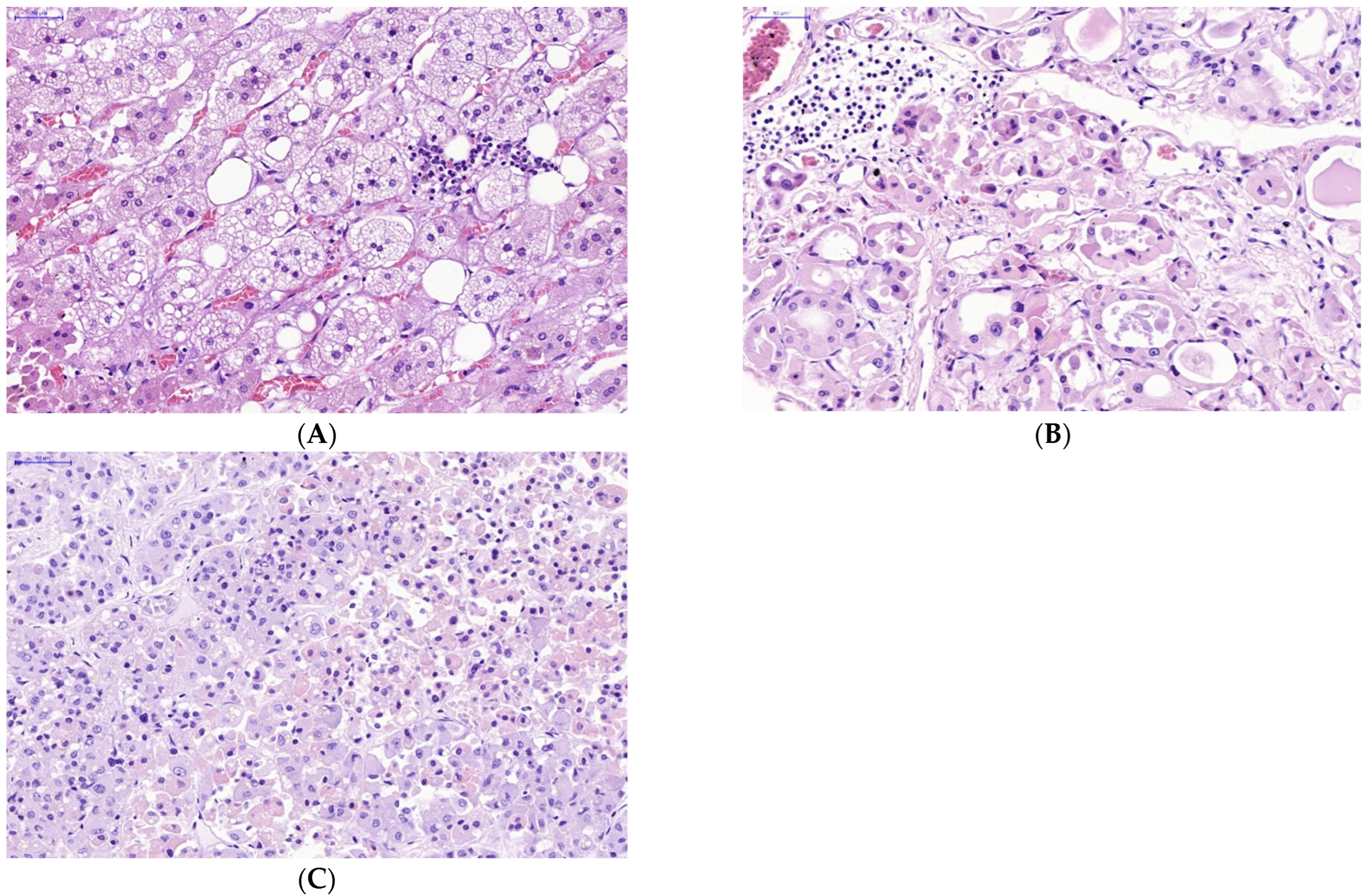 Diagnostics 13 00522 g003