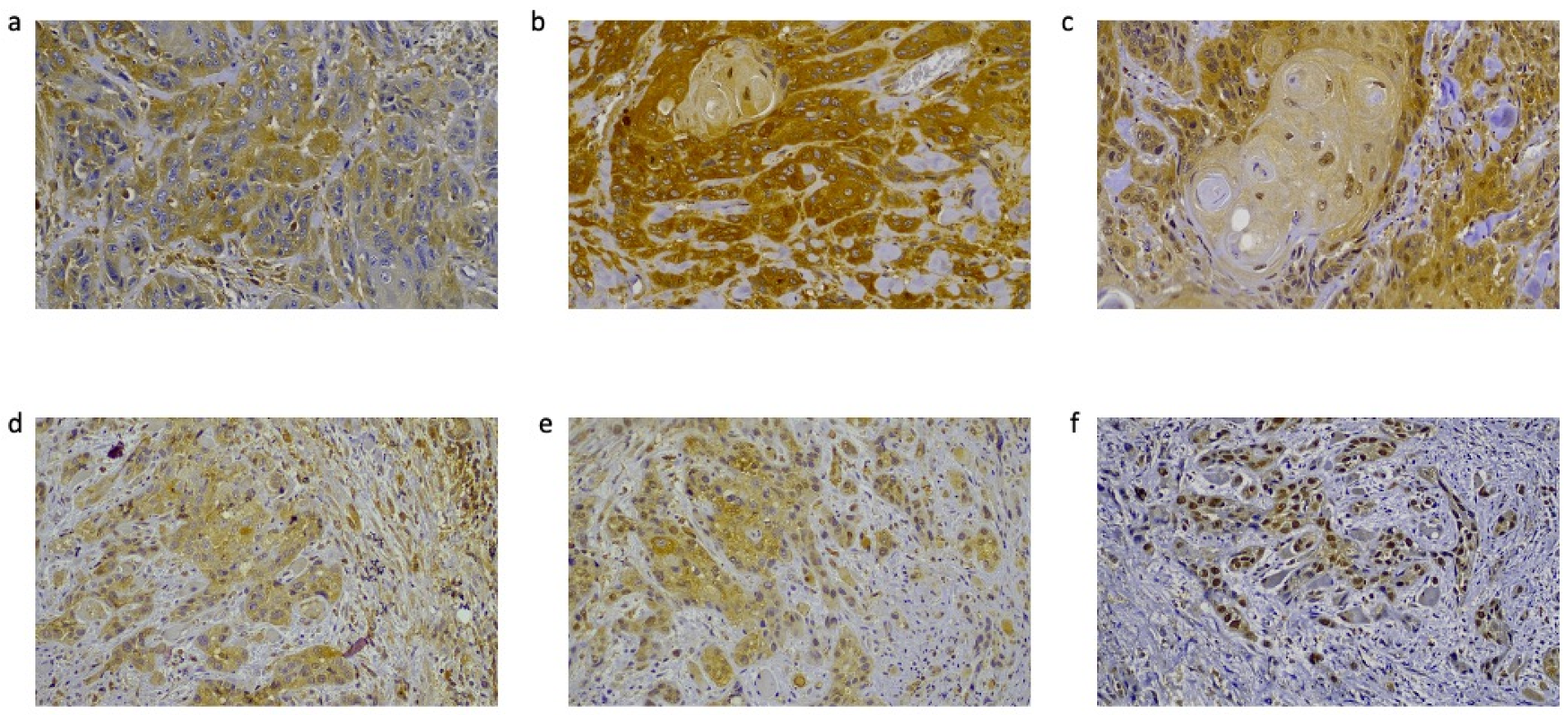 Diagnostics 13 00569 g001 Diagnostics 13 00569 g001