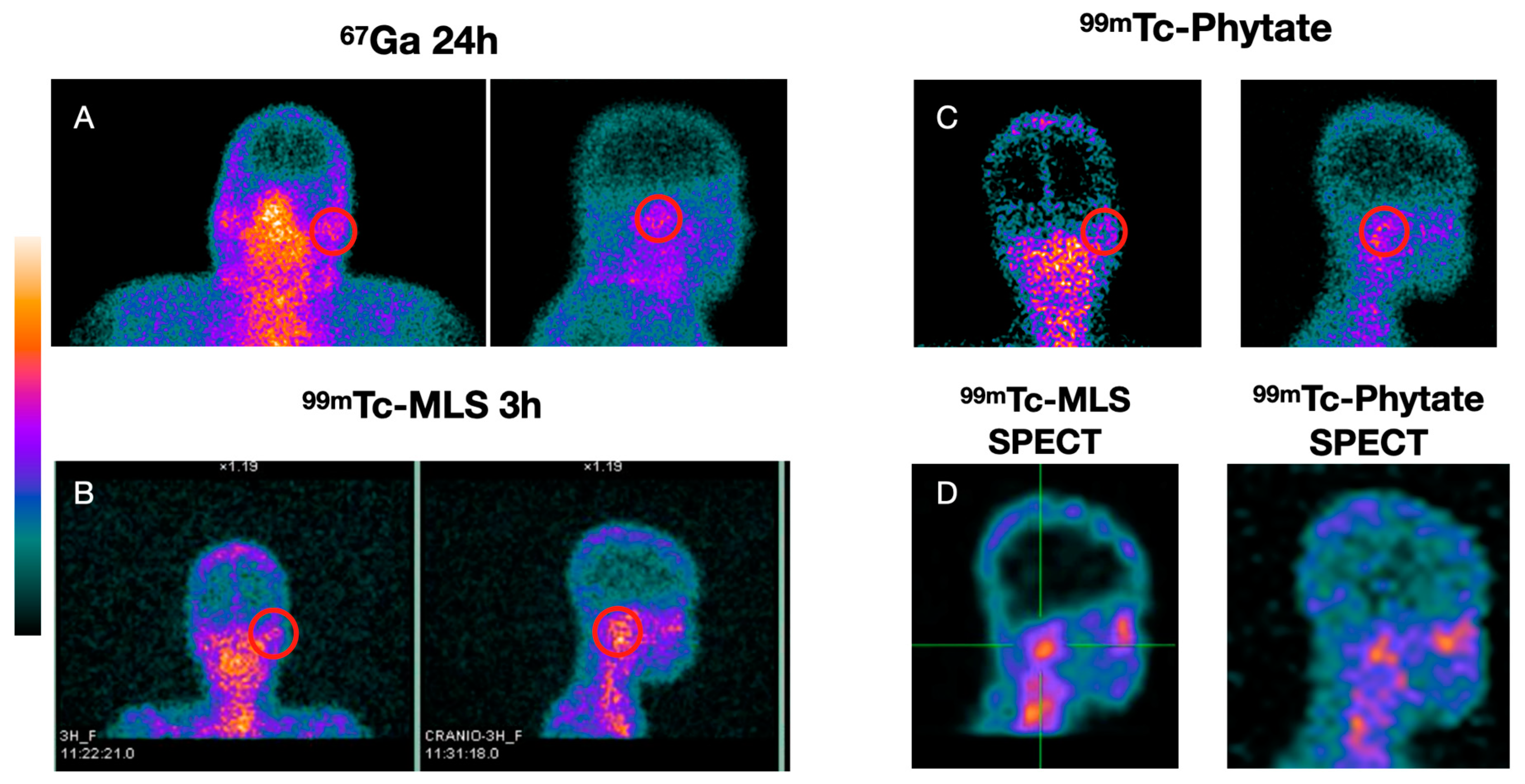 Diagnostics 13 00570 g002