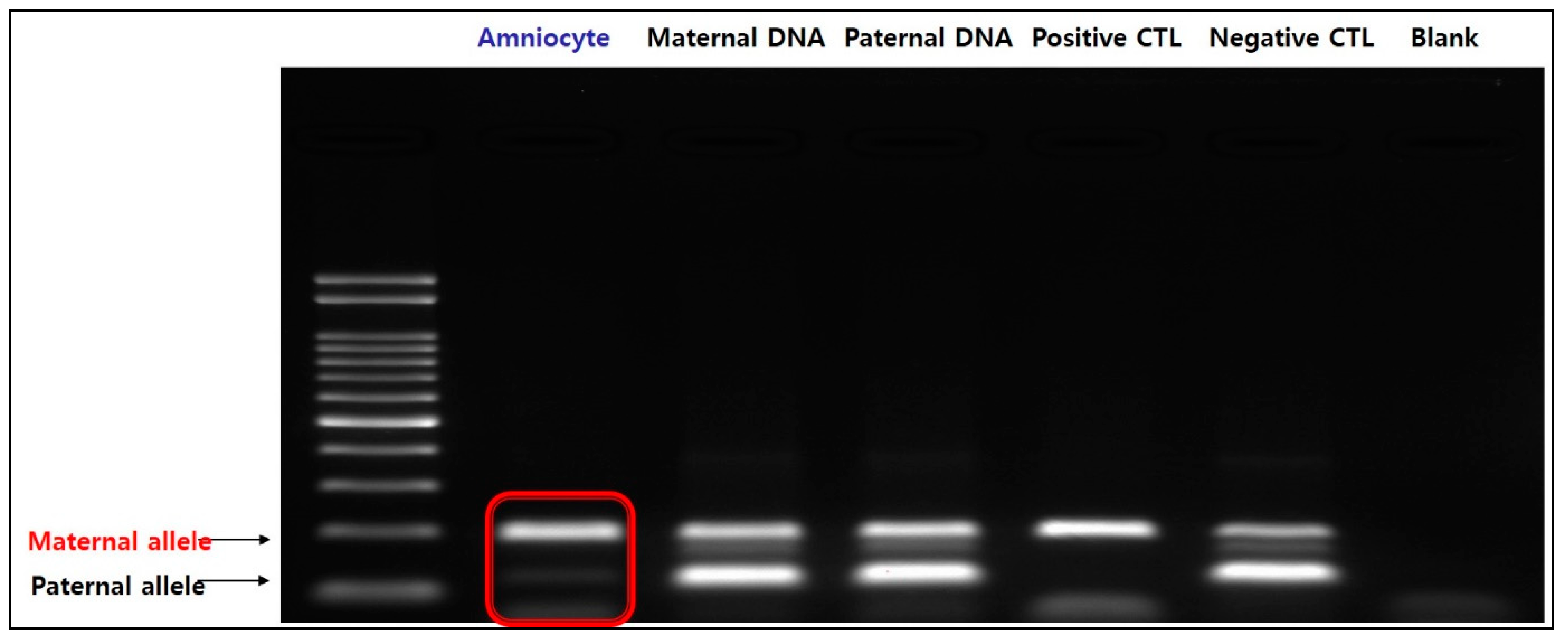 Diagnostics 13 00580 g005