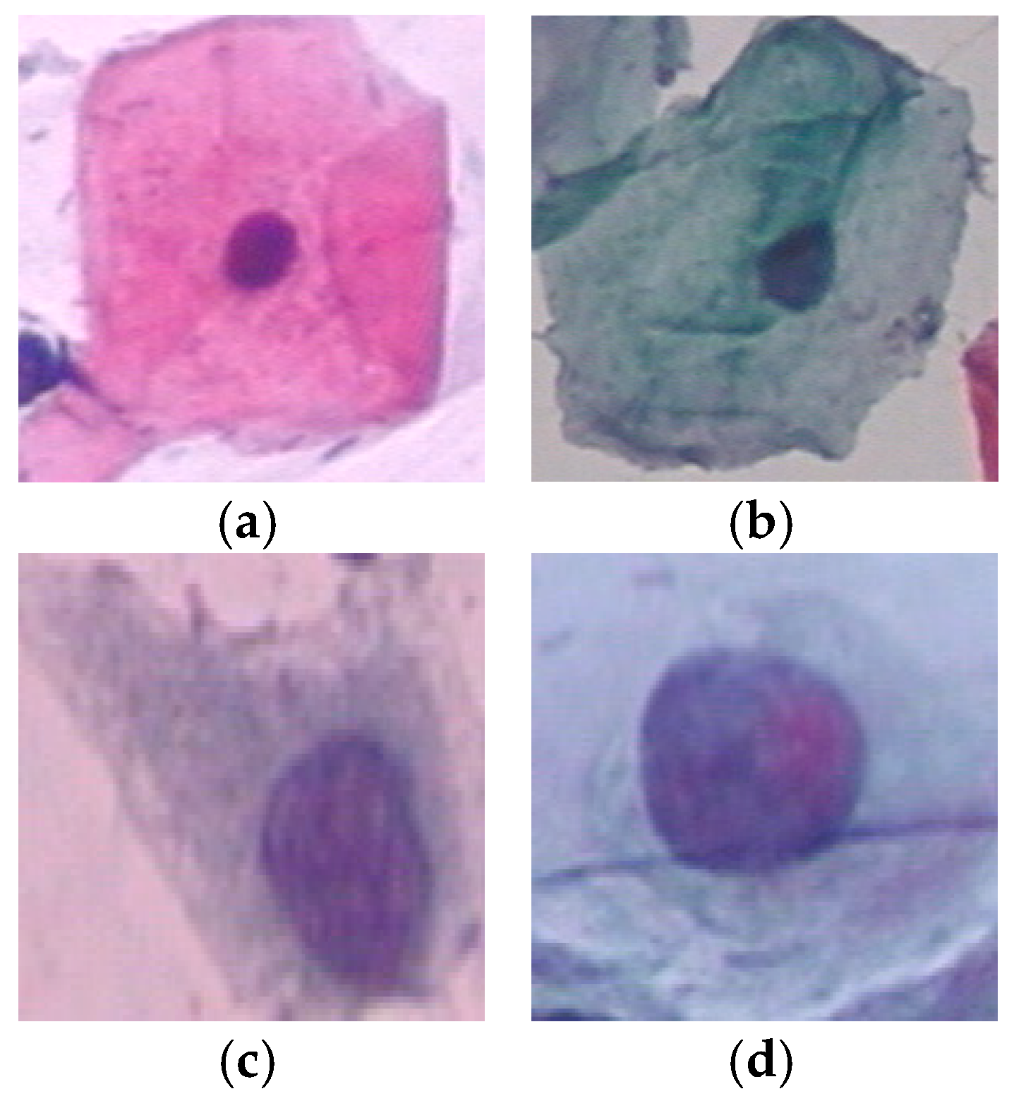 Diagnostics 13 00686 g001