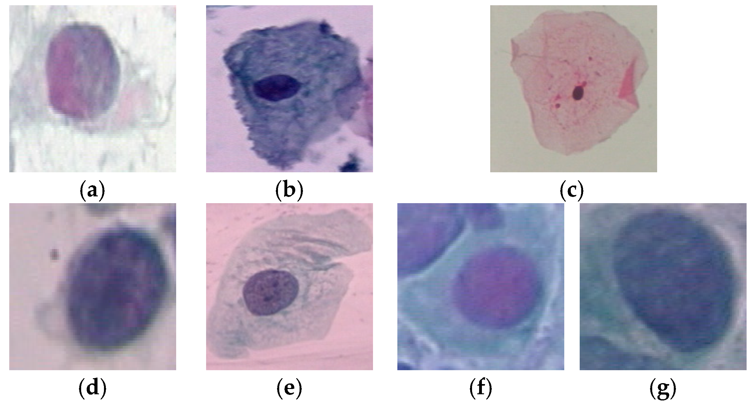 Diagnostics 13 00686 g008