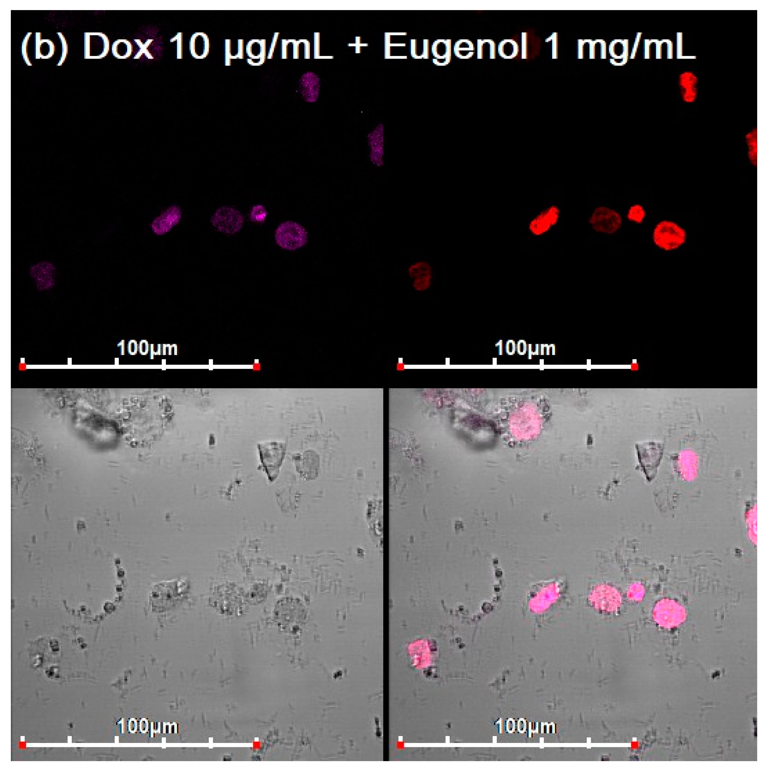 Diagnostics 13 00698 g005b