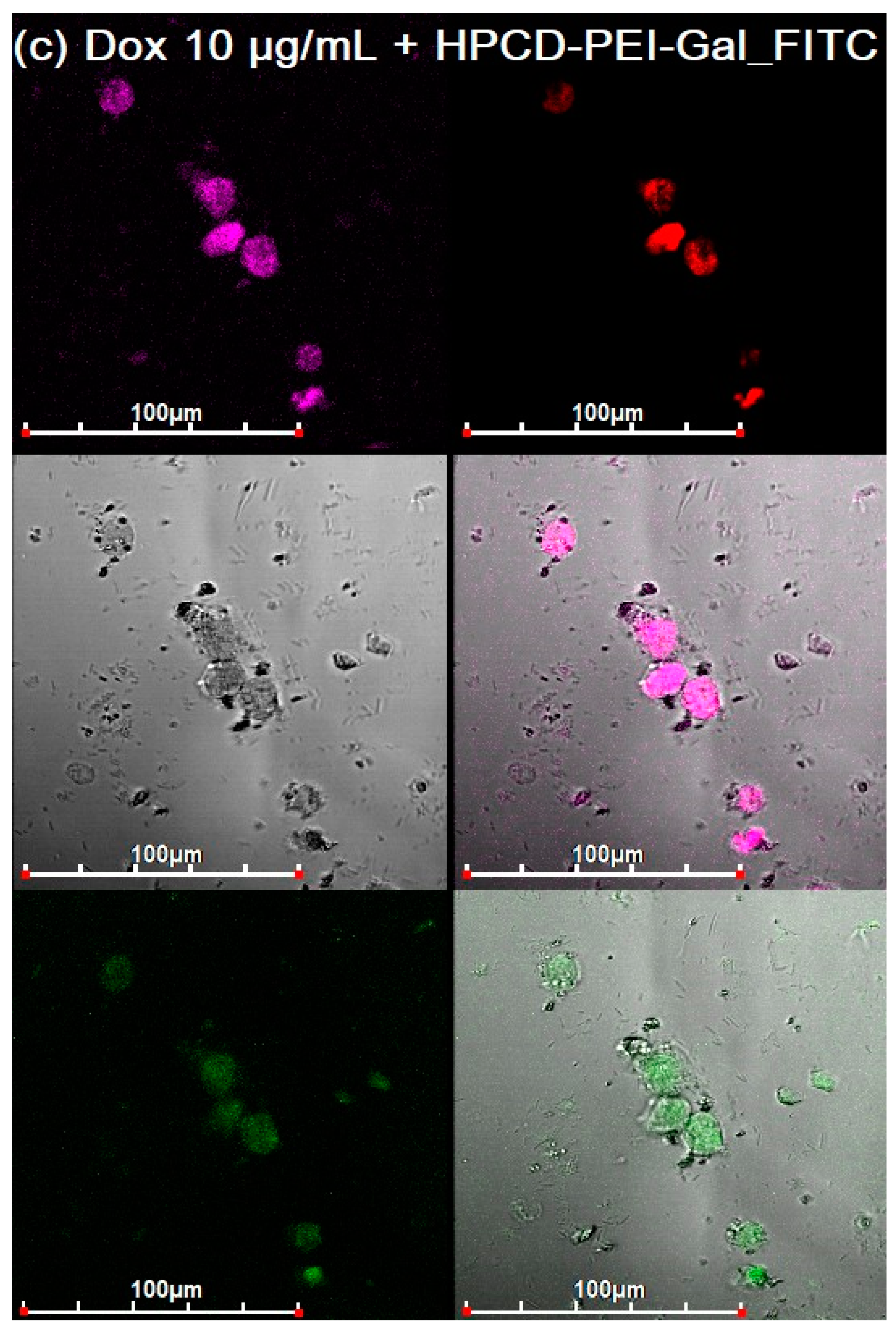 Diagnostics 13 00698 g005c