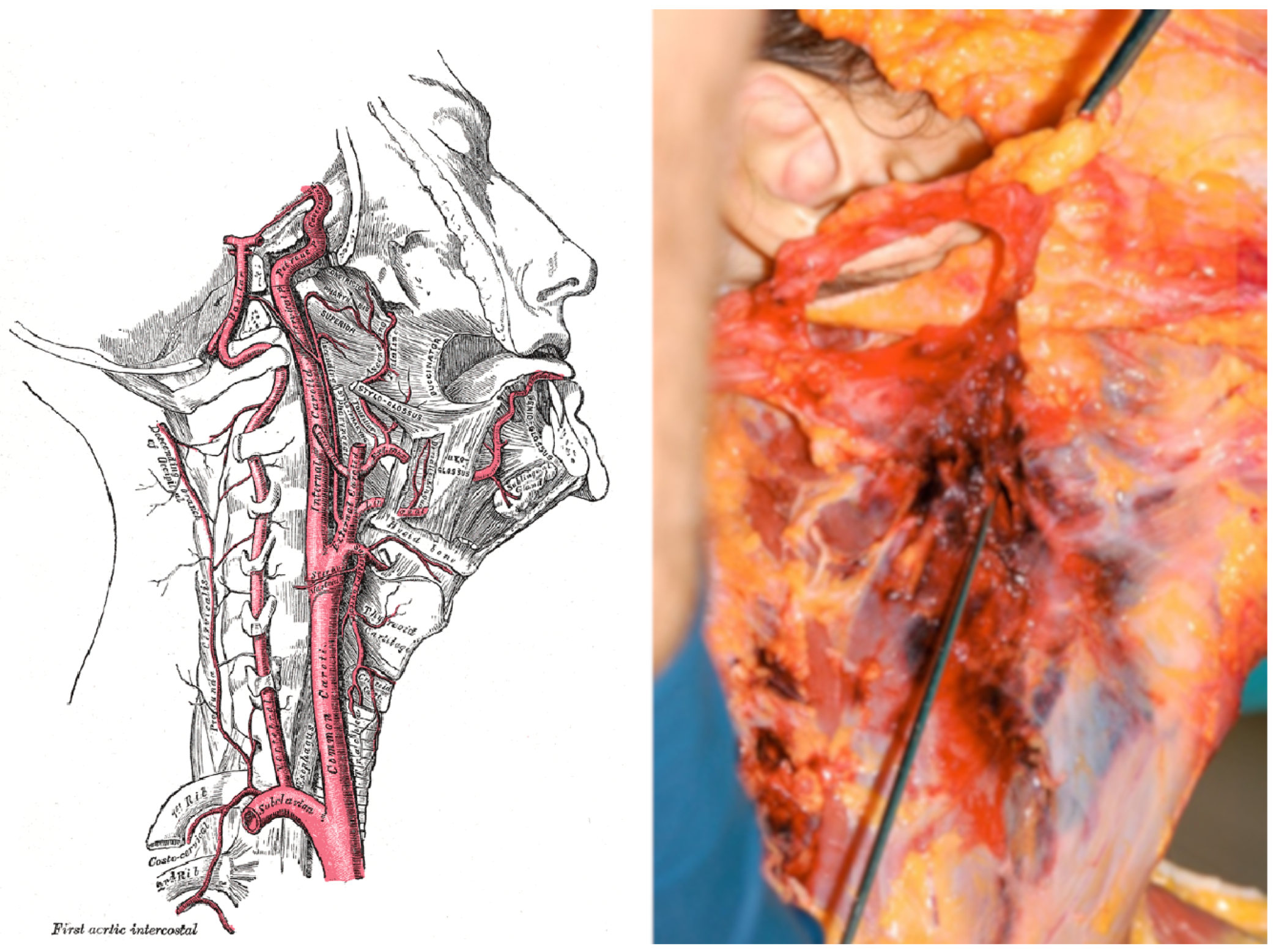 Diagnostics 13 00732 g001