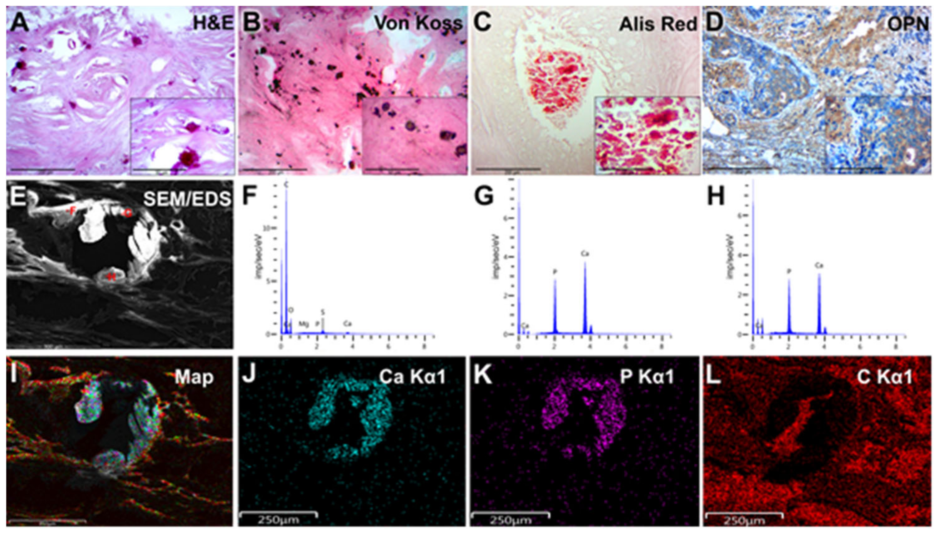 Diagnostics 13 00737 g002