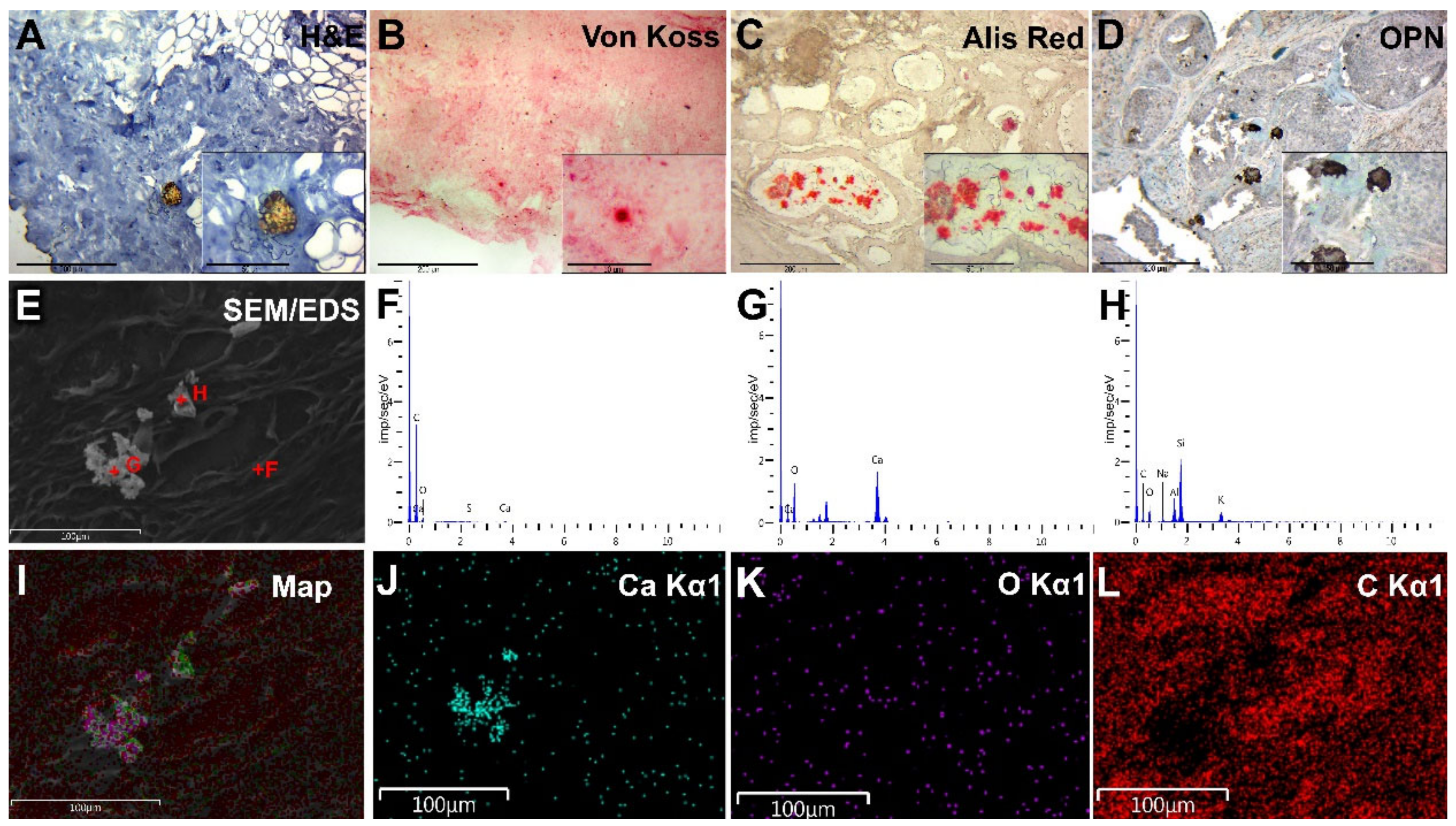 Diagnostics 13 00737 g005