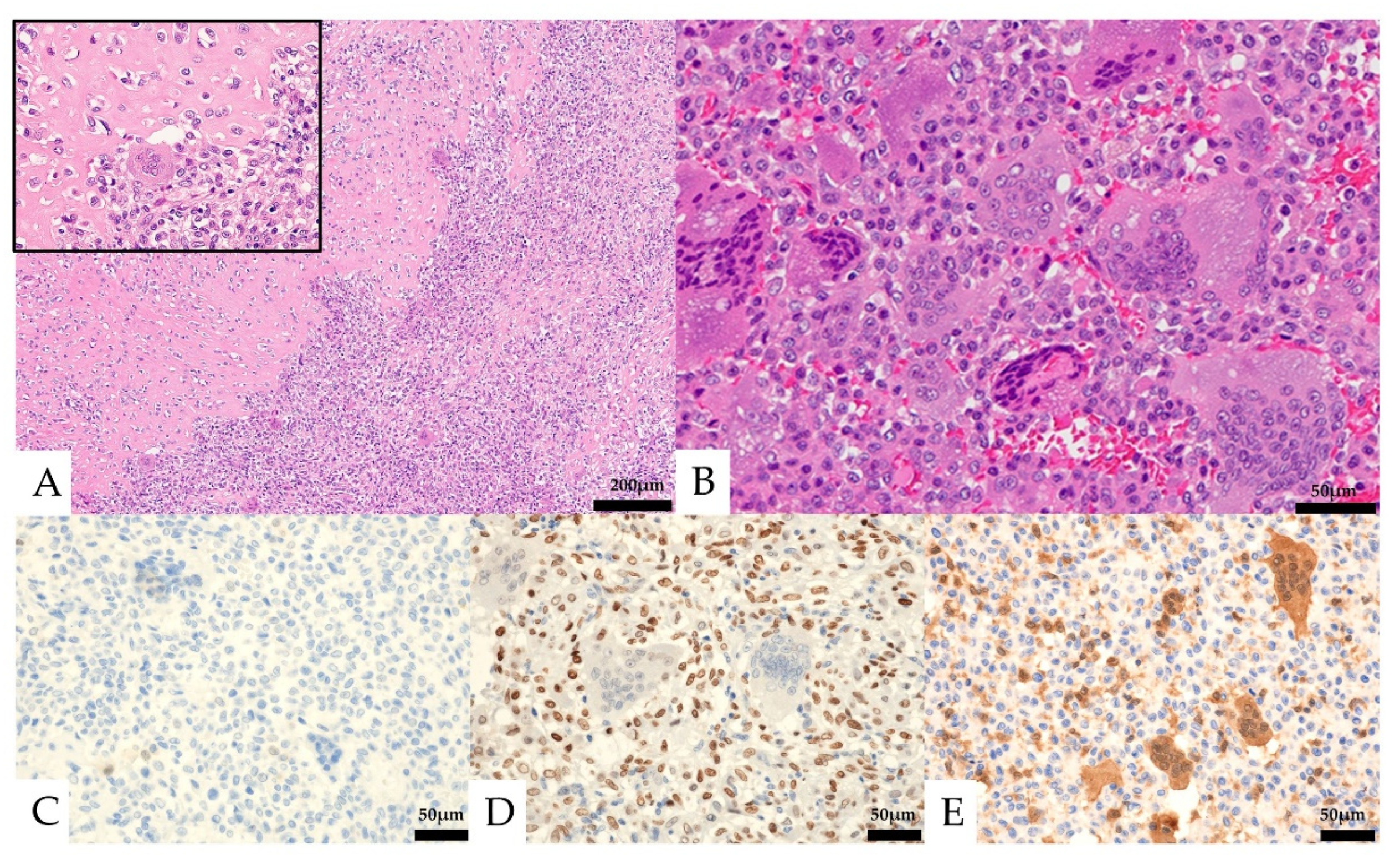 Diagnostics 13 00752 g004
