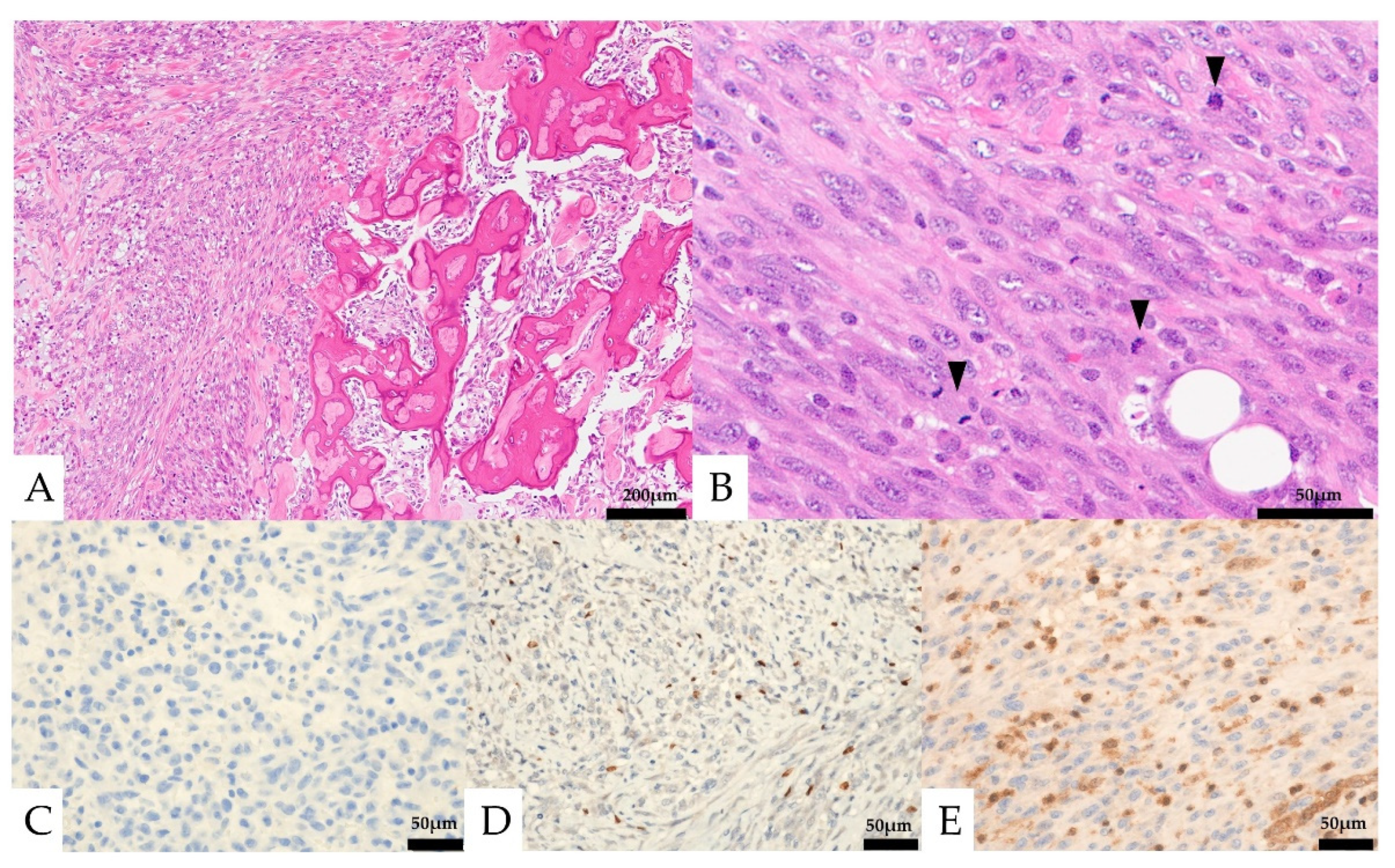 Diagnostics 13 00752 g005