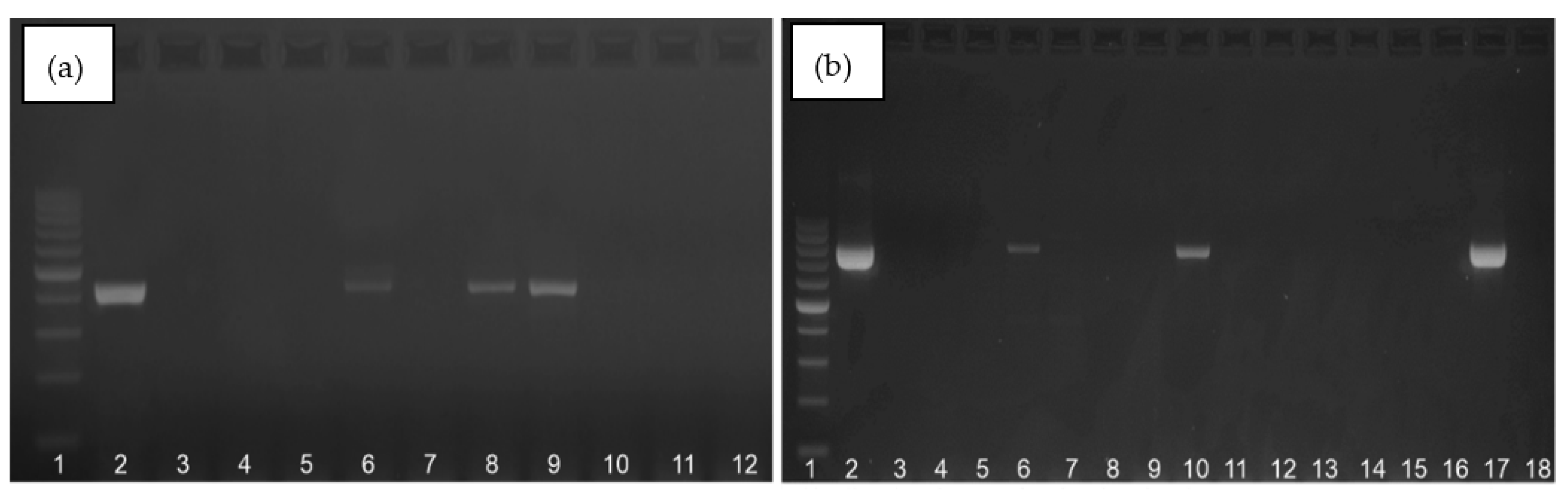 Diagnostics 13 00863 g002