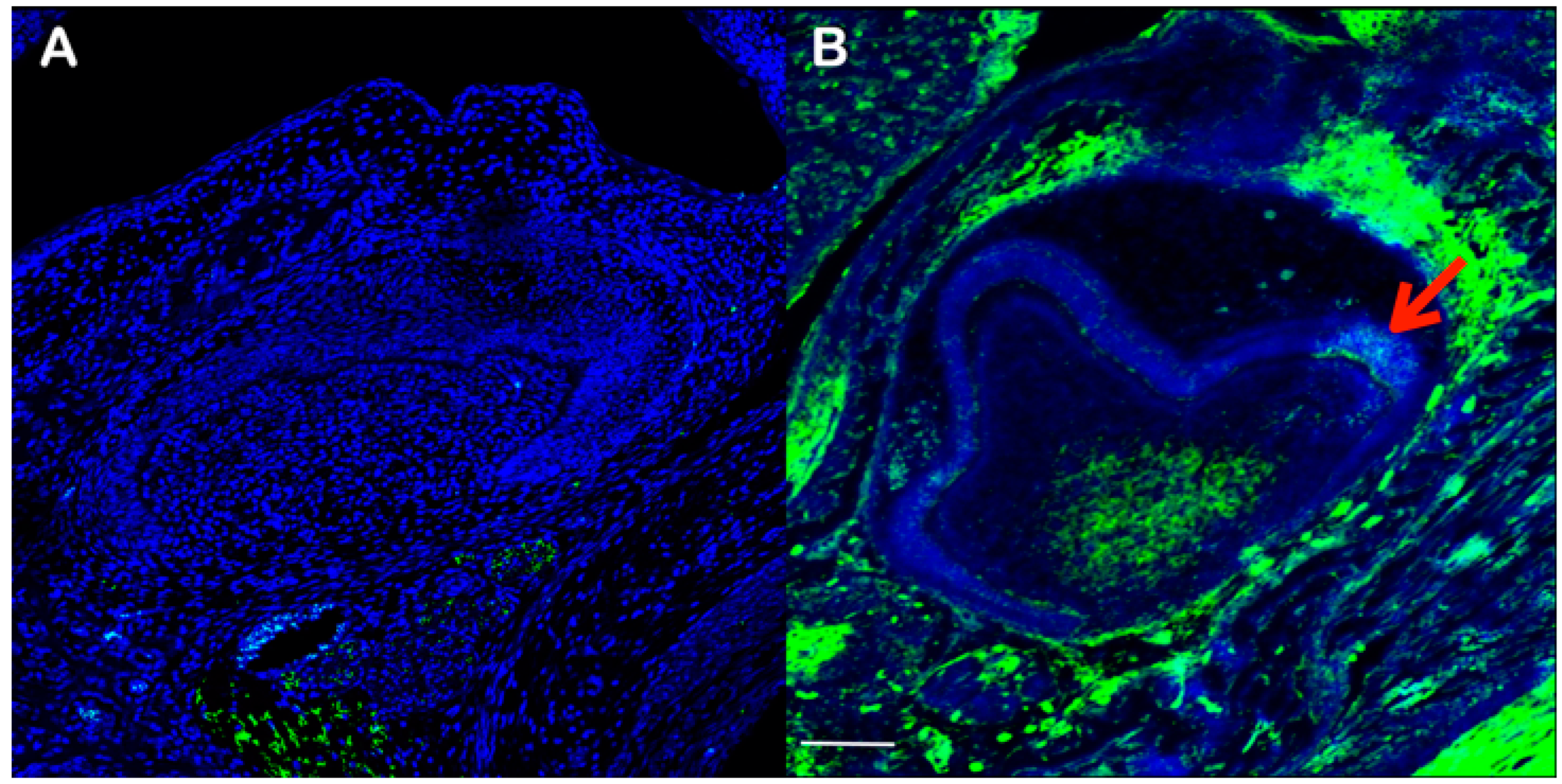 Diagnostics 13 00895 g008 Diagnostics 13 00895 g008