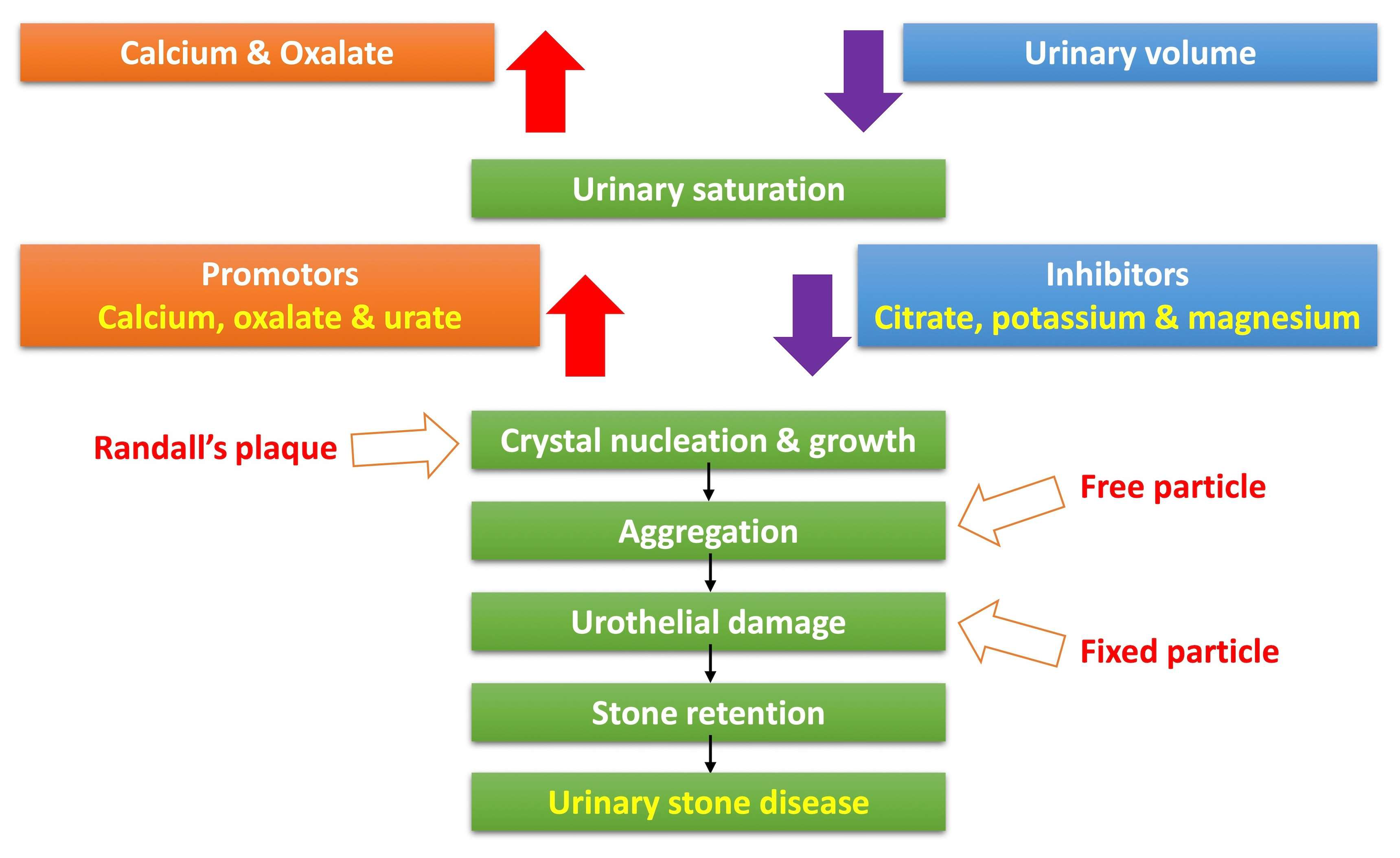 Diagnostics 13 00951 g001