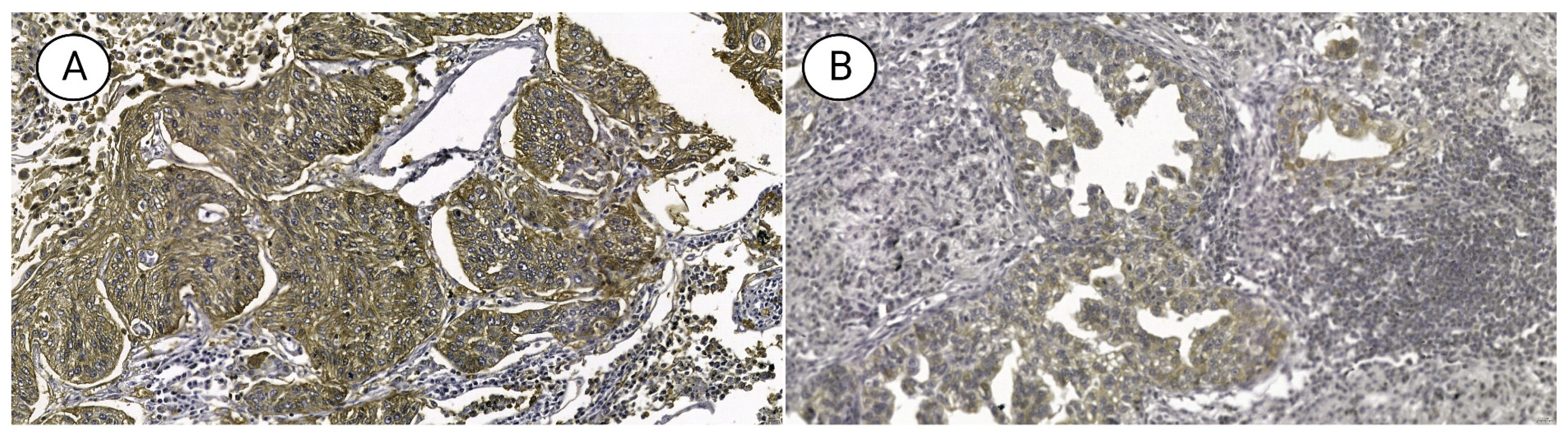 Diagnostics 13 01013 g001 Diagnostics 13 01013 g001