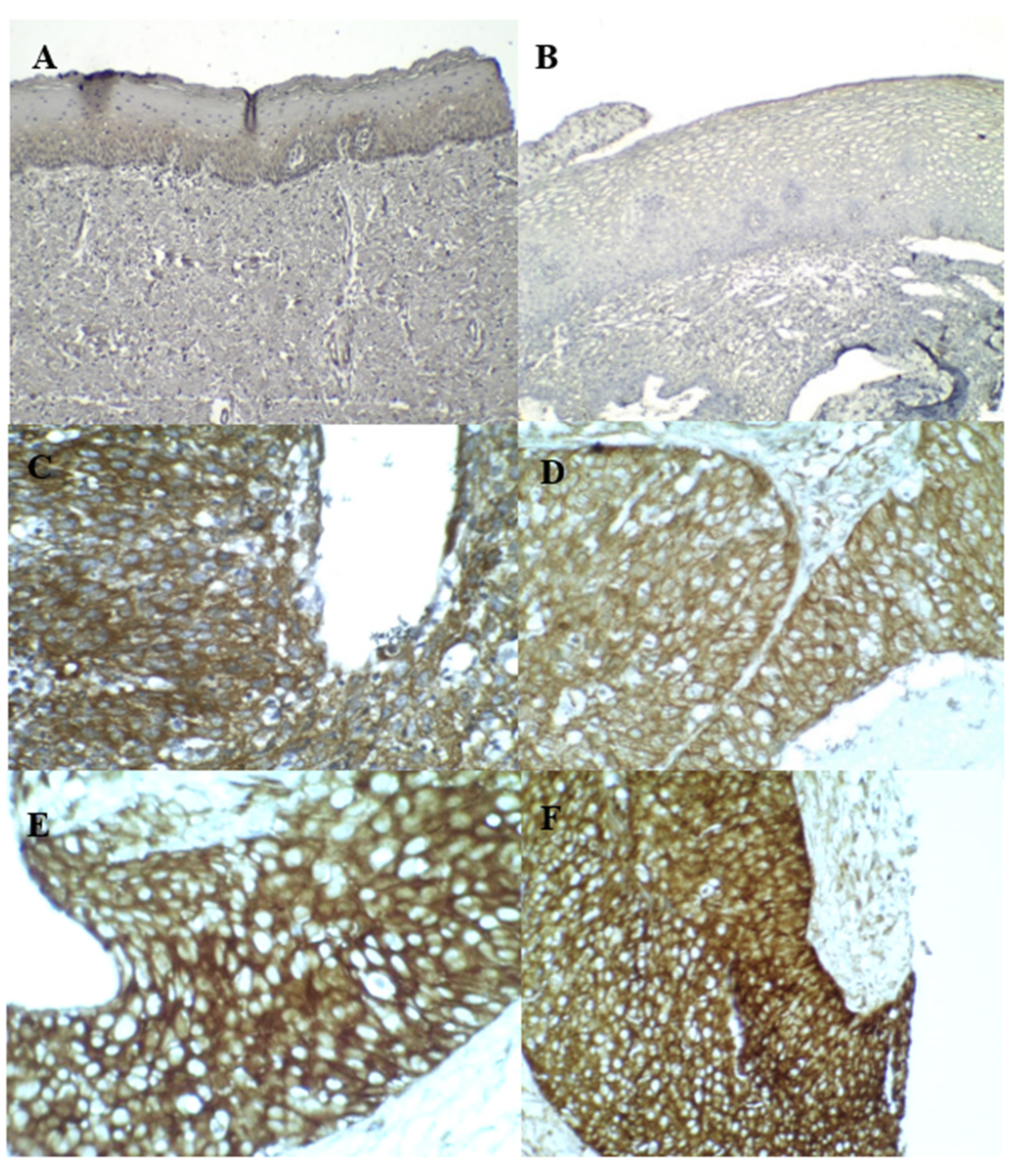 Diagnostics 13 01084 g004