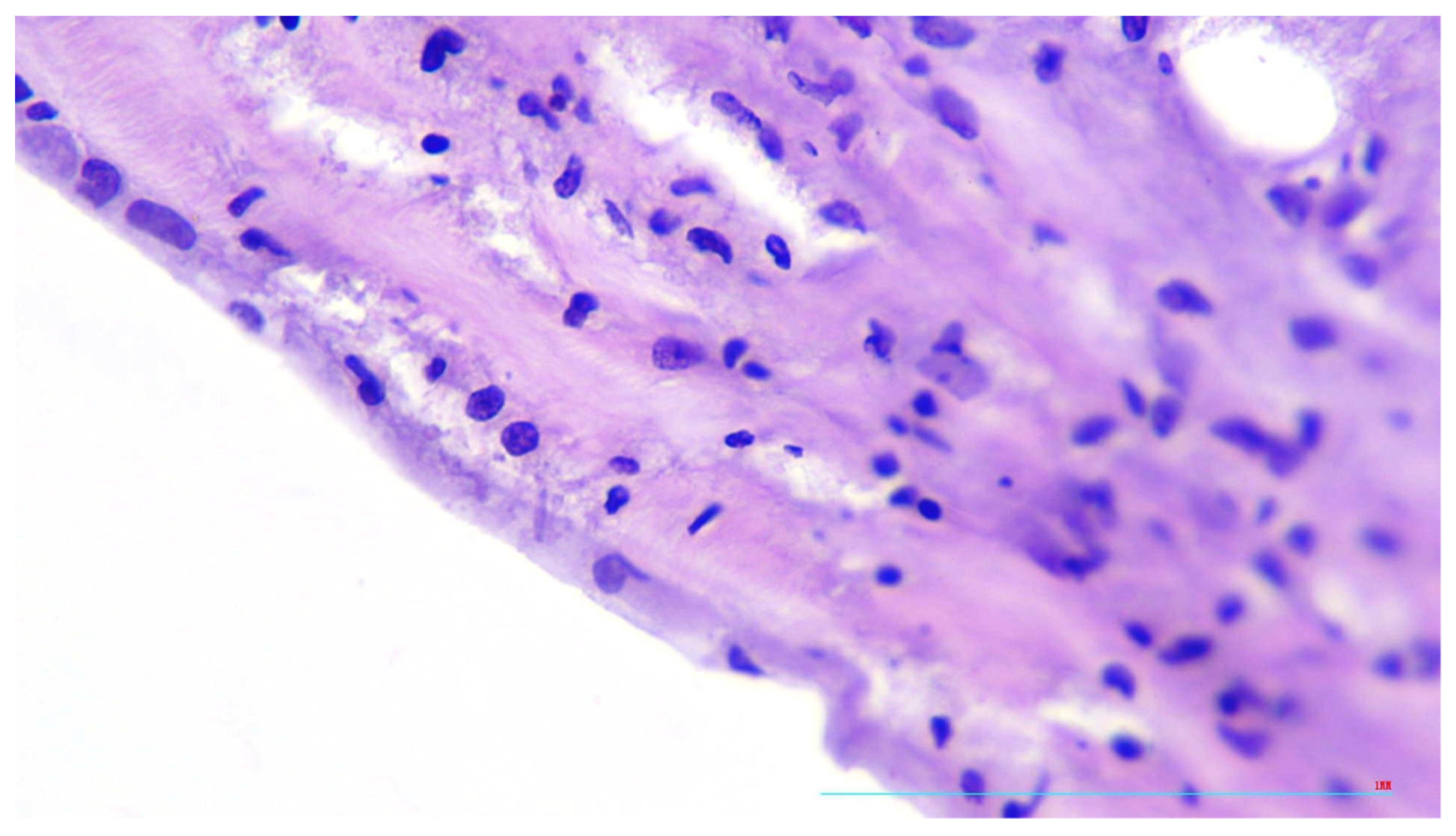 Diagnostics 13 01097 g006