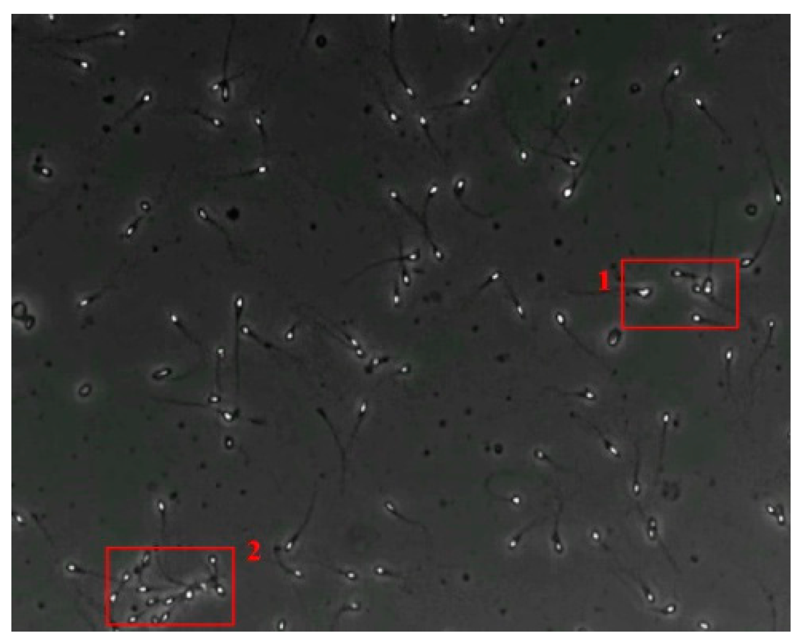 Diagnostics 13 01100 g005