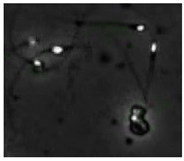 Diagnostics 13 01100 i009