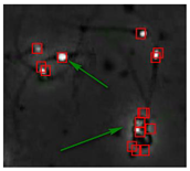 Diagnostics 13 01100 i010