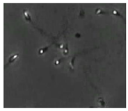 Diagnostics 13 01100 i011