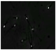 Diagnostics 13 01100 i013