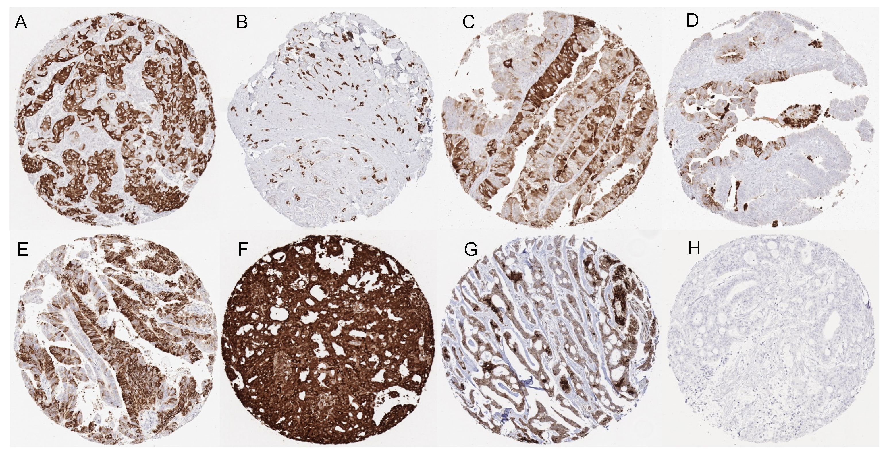 Diagnostics 13 01202 g002