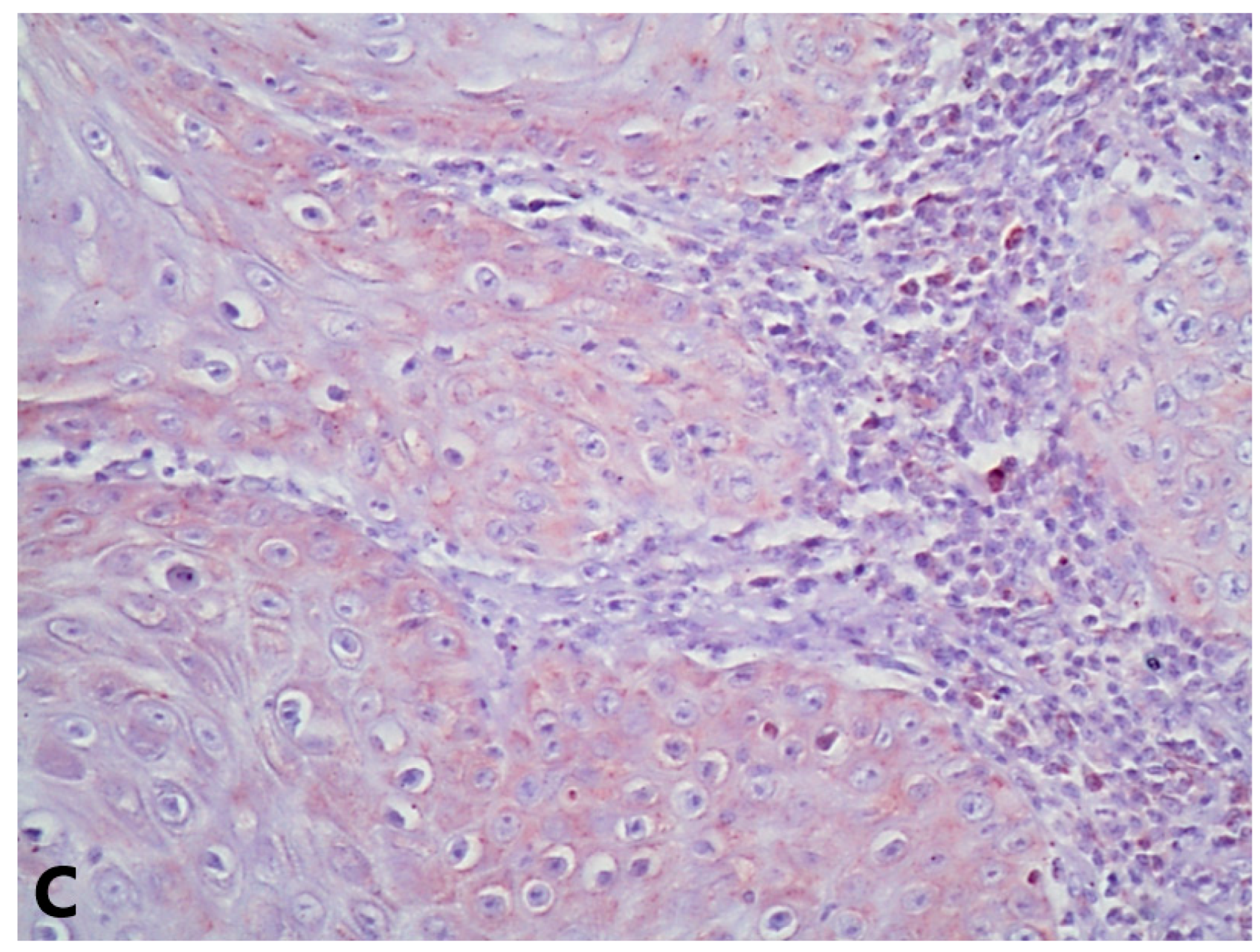 Diagnostics 13 01225 g002b