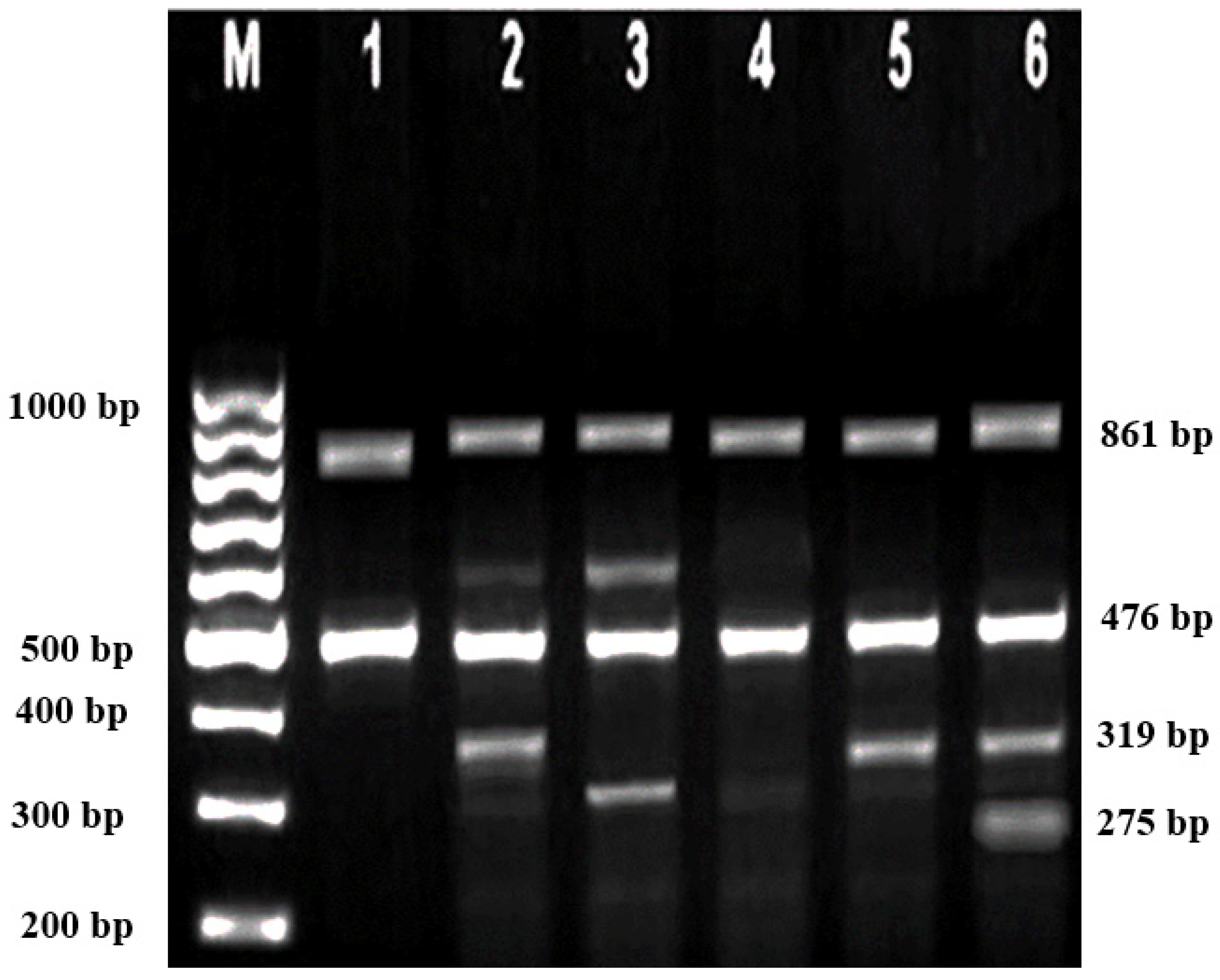 Diagnostics 13 01247 g002