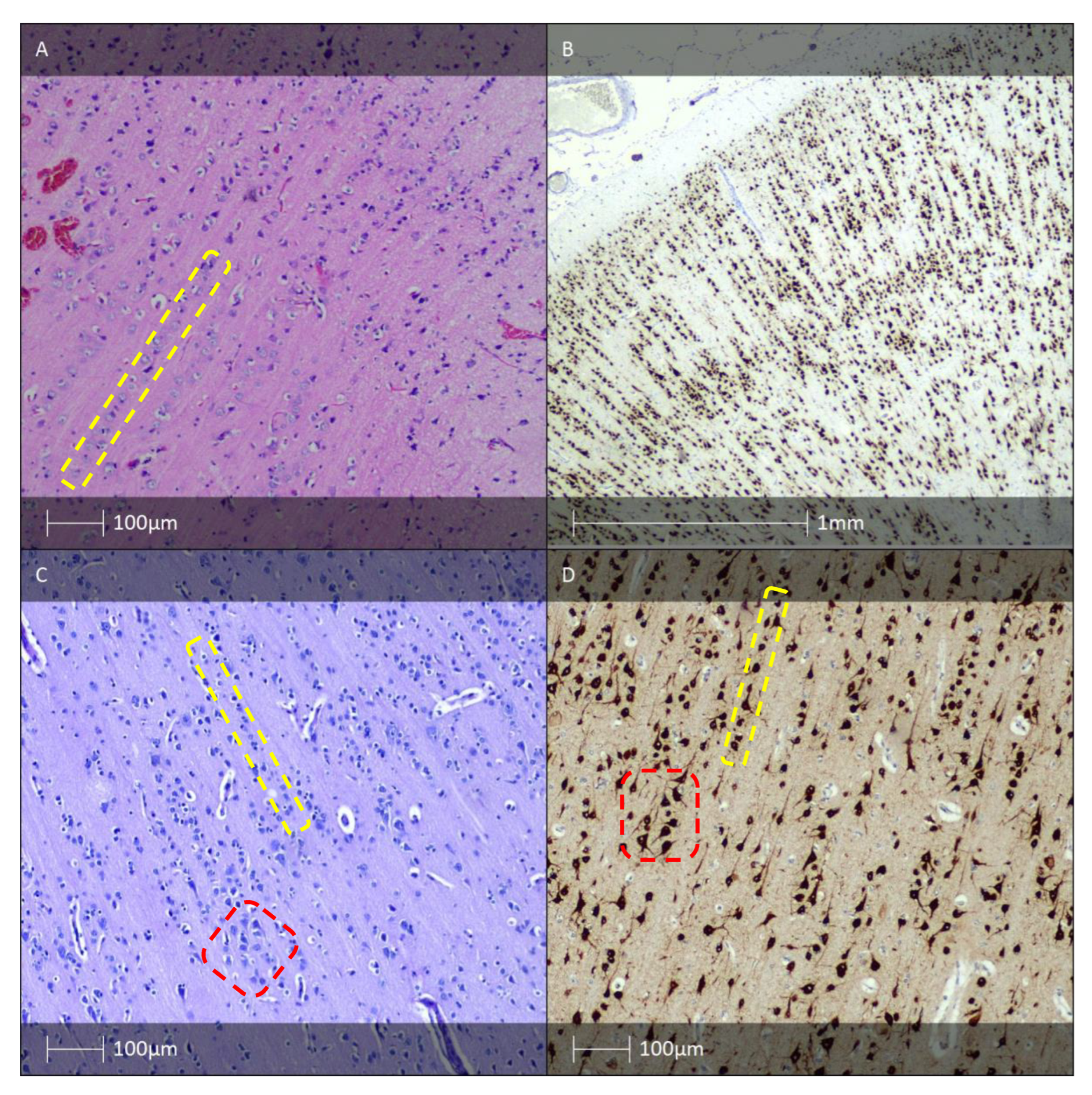 Diagnostics 13 01311 g001