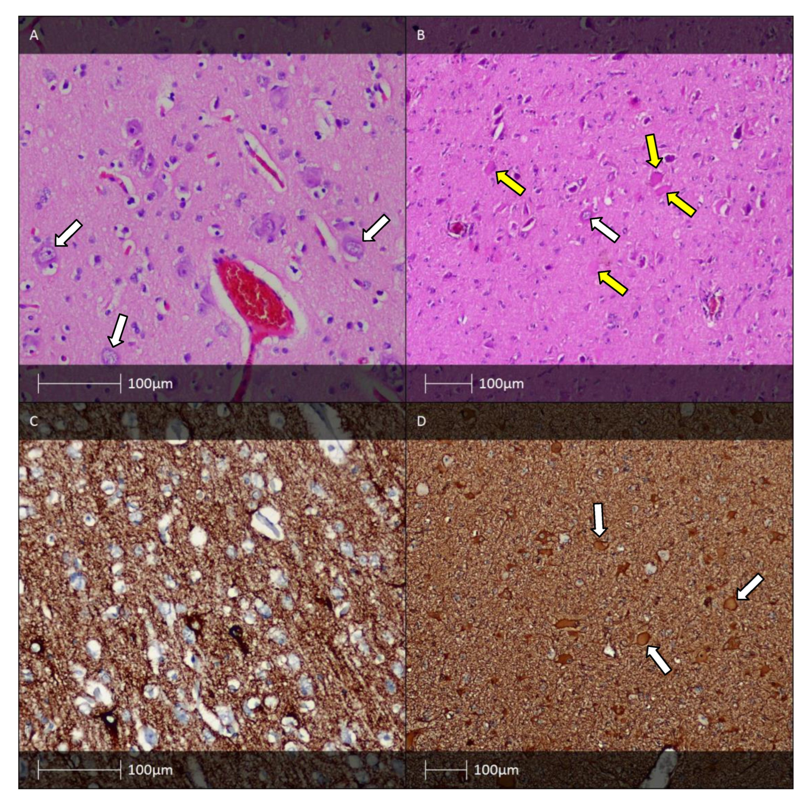 Diagnostics 13 01311 g002