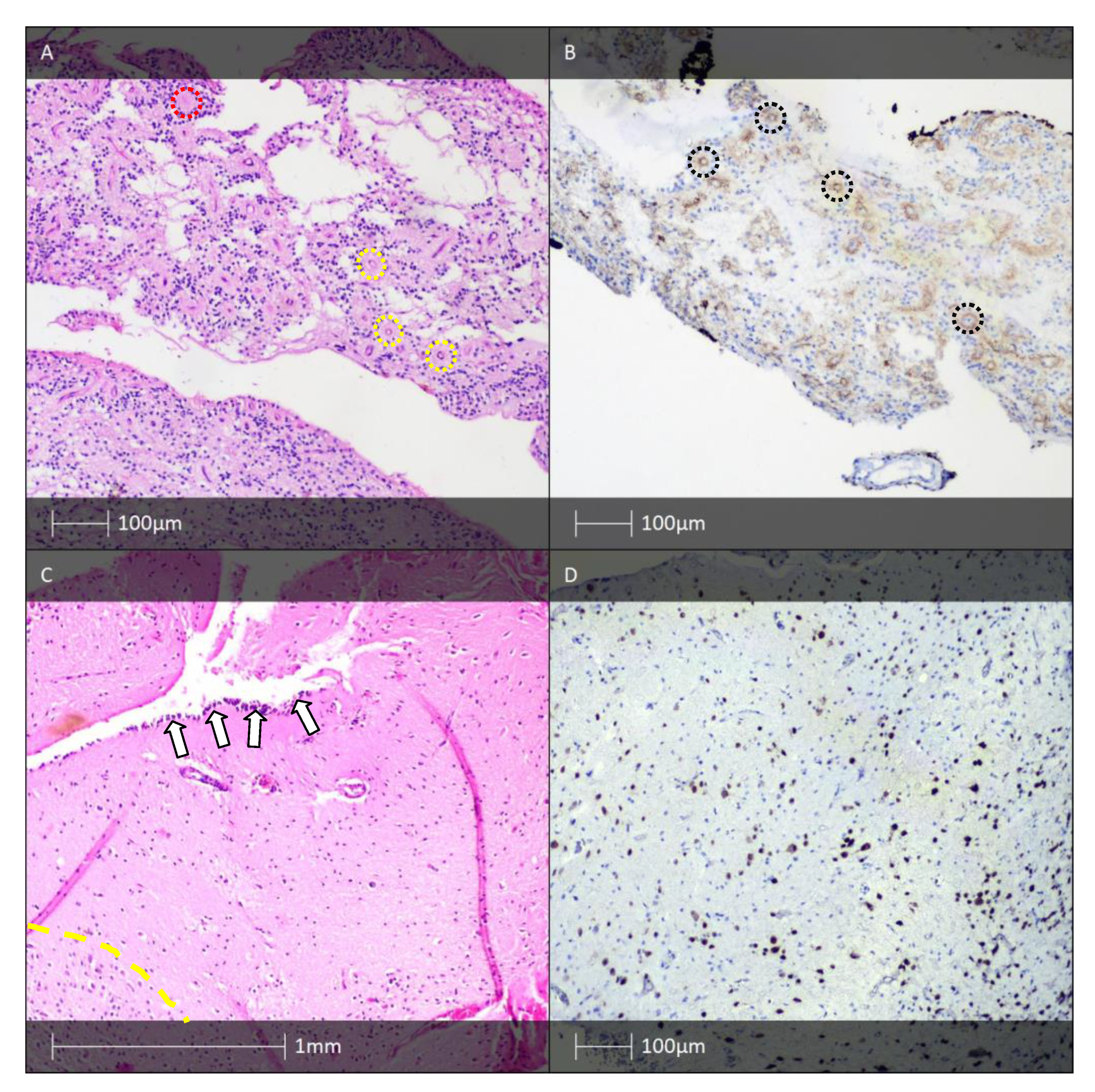 Diagnostics 13 01311 g006