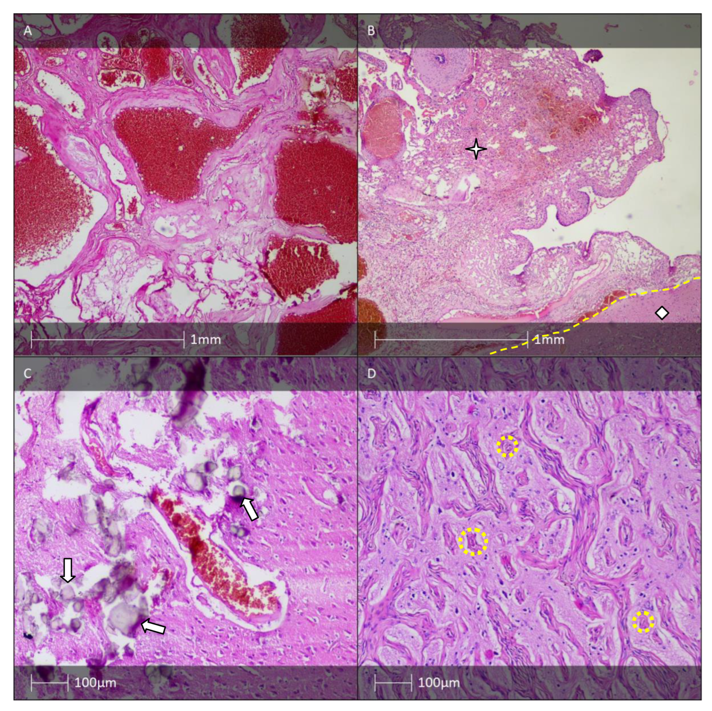 Diagnostics 13 01311 g007