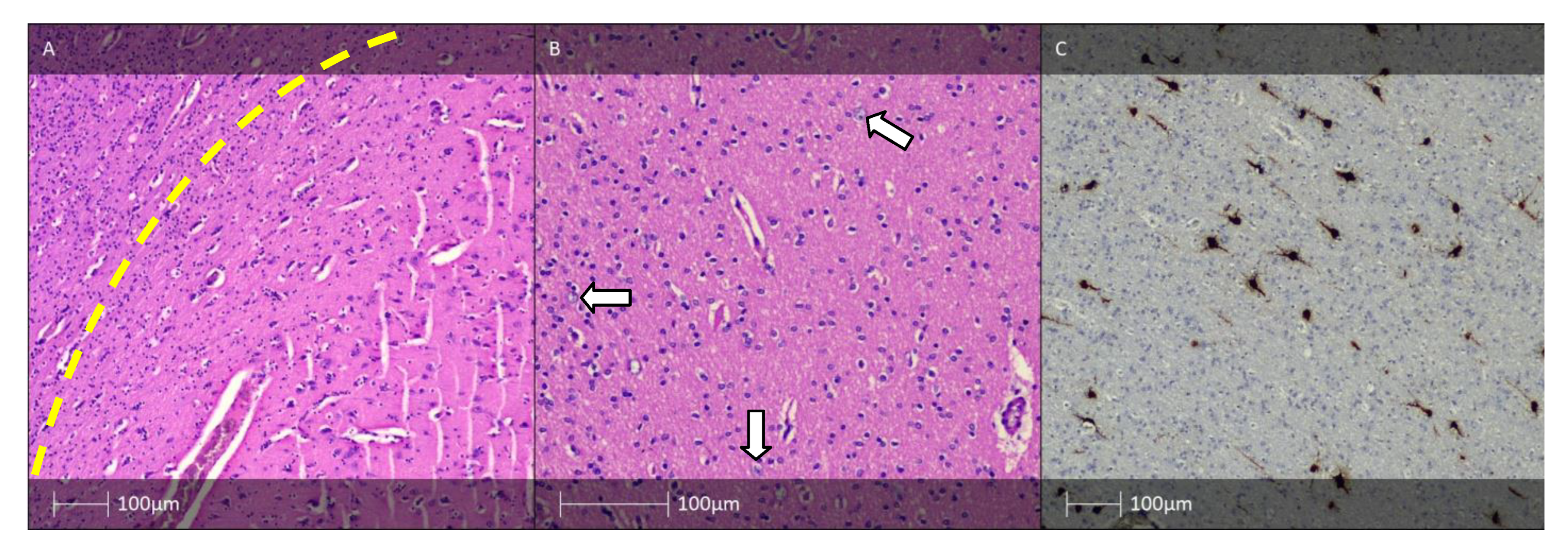 Diagnostics 13 01311 g009