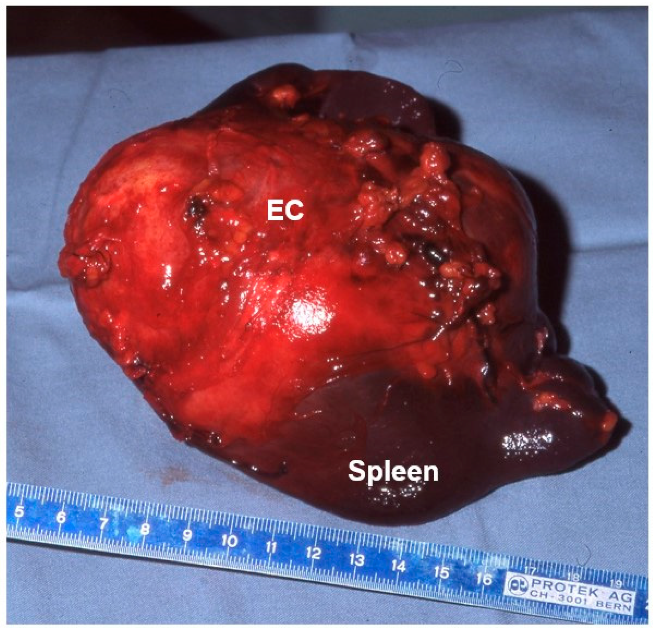 Diagnostics 13 01343 g003