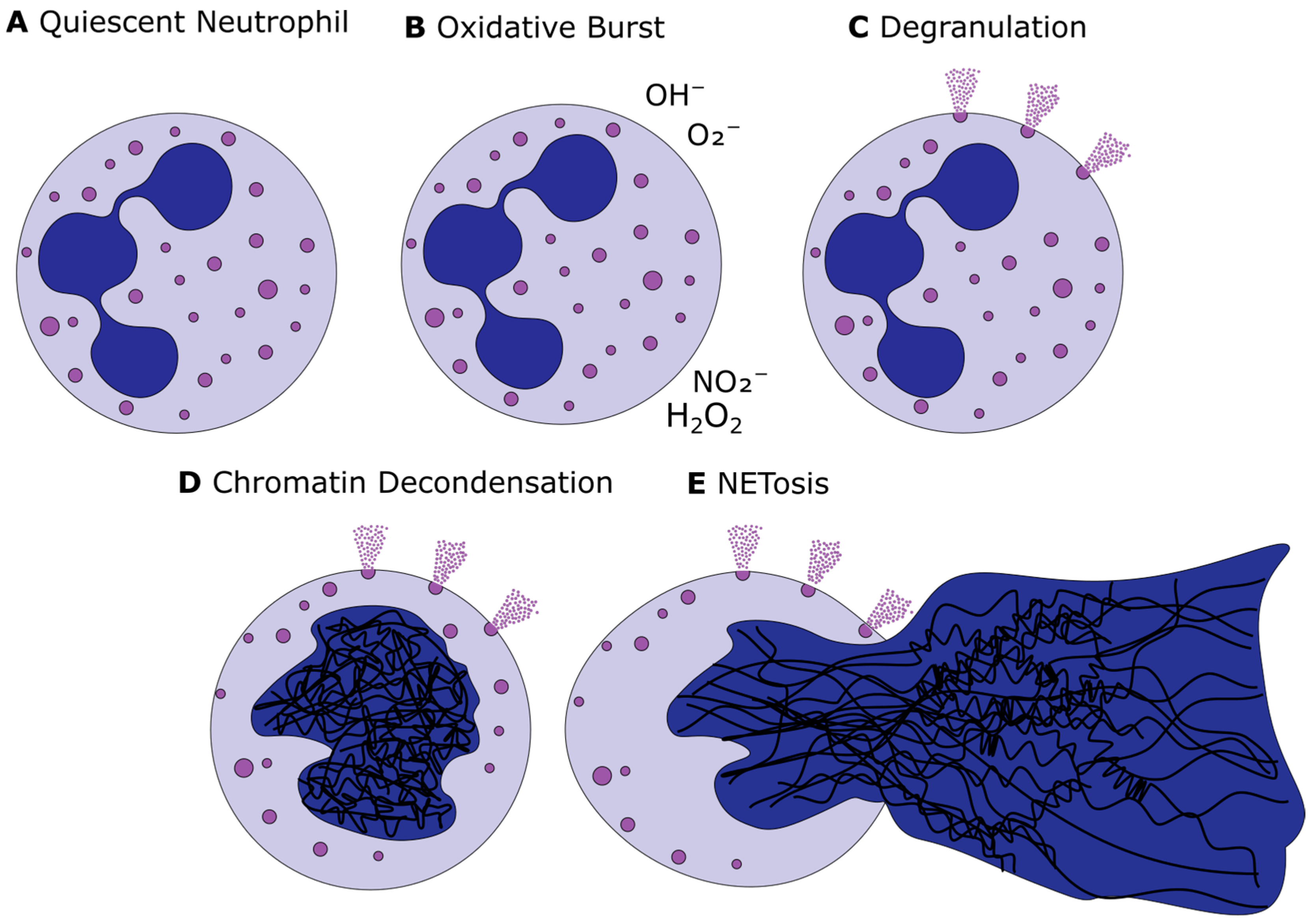 Diagnostics 13 01435 g001