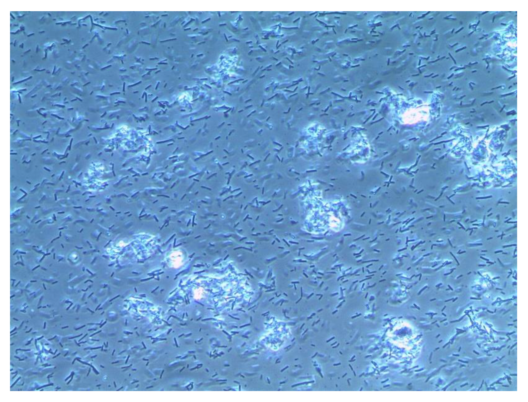 Diagnostics 13 01656 g005