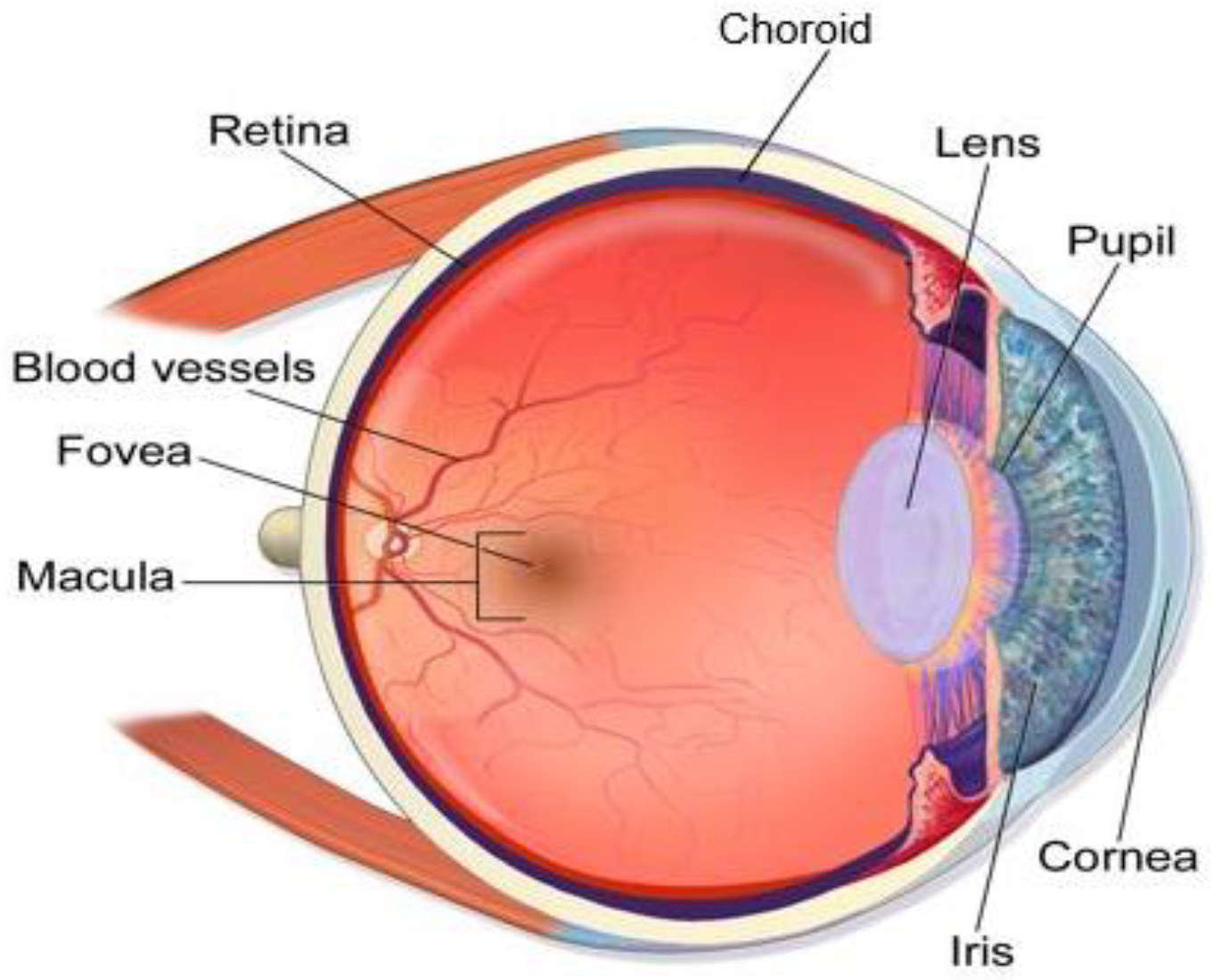 Diagnostics 13 01738 g001 Diagnostics 13 01738 g001