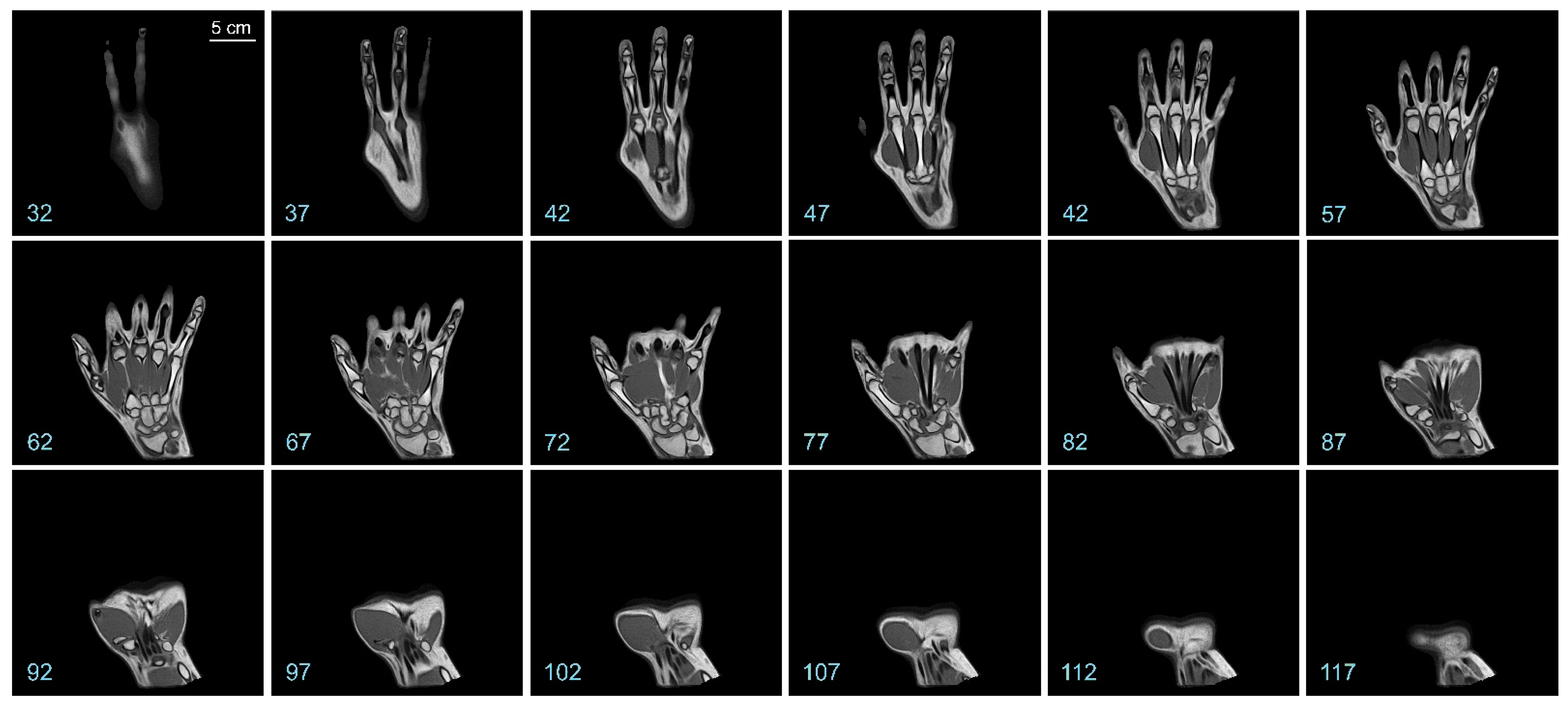 Diagnostics 13 02010 g002