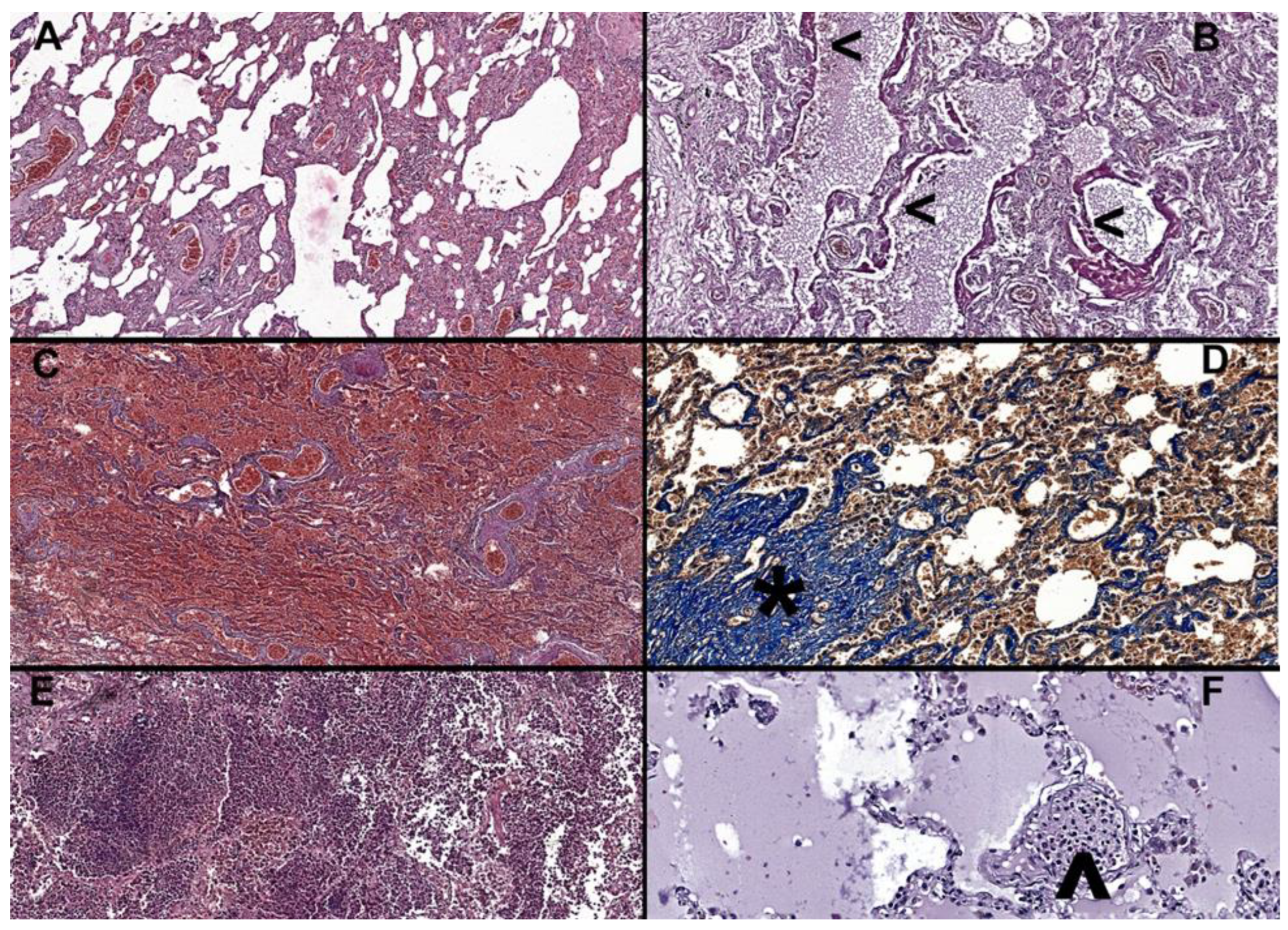 Diagnostics 13 02039 g002 Diagnostics 13 02039 g002