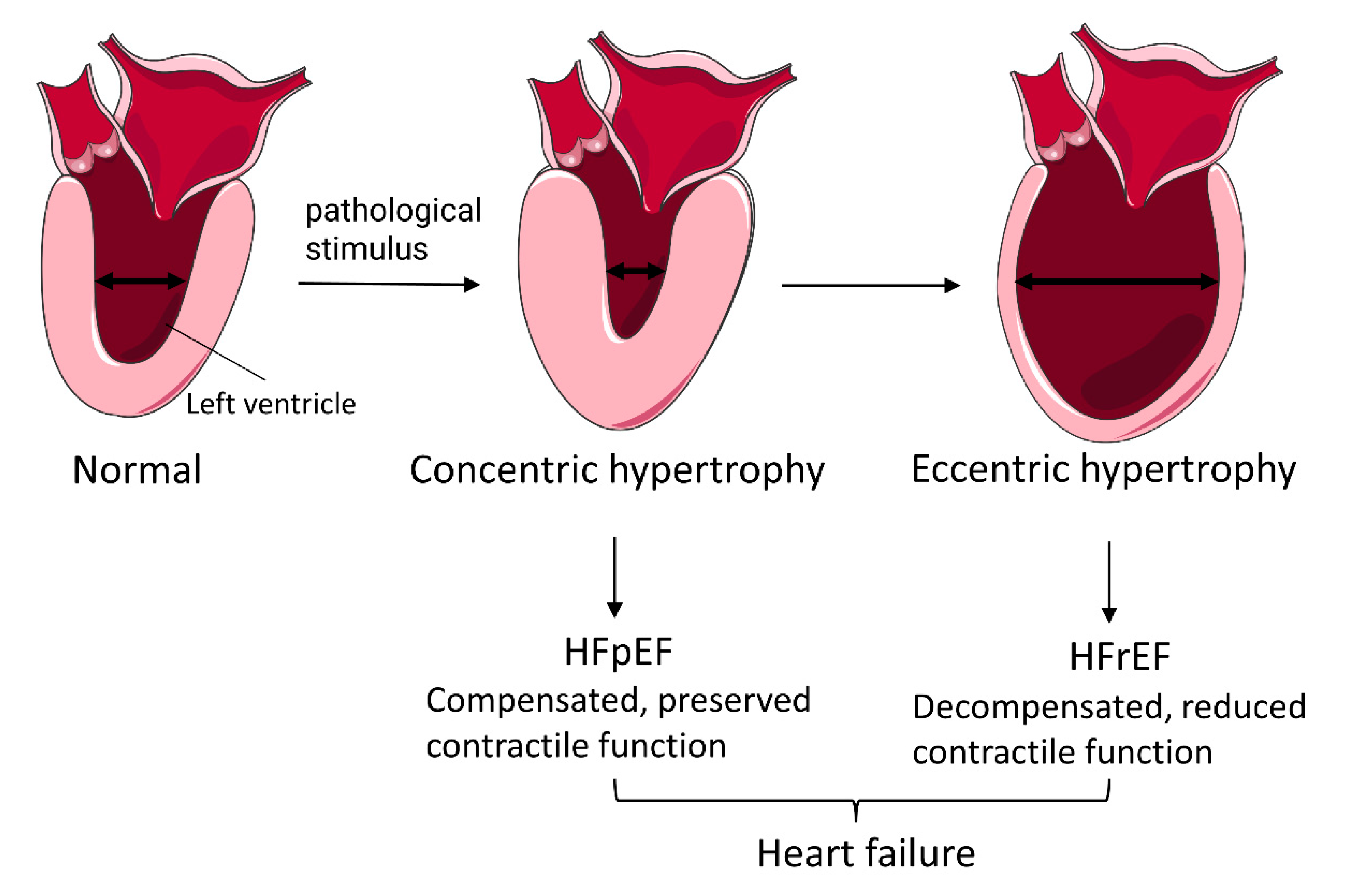 Diagnostics 13 02065 g001