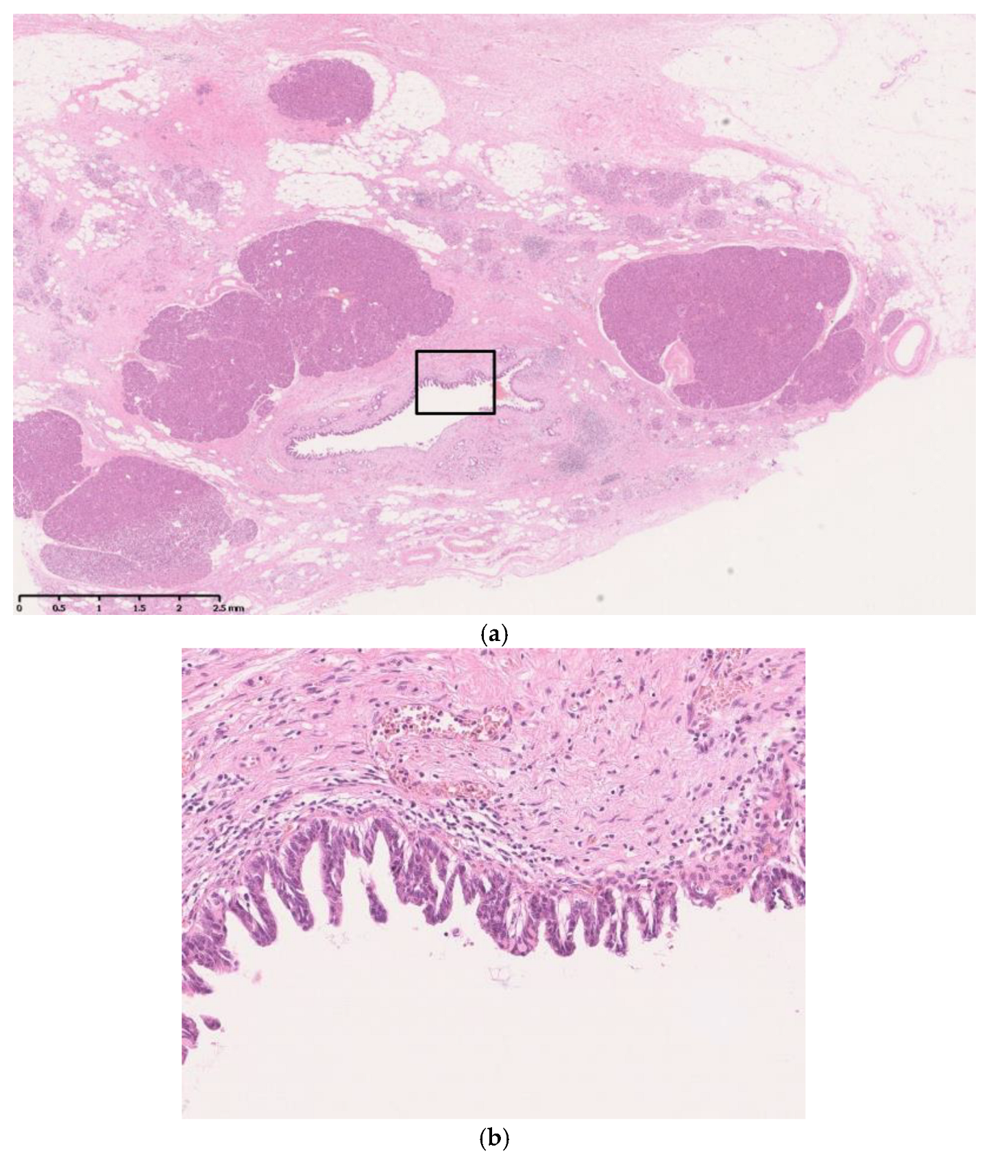 Diagnostics 13 02080 g002