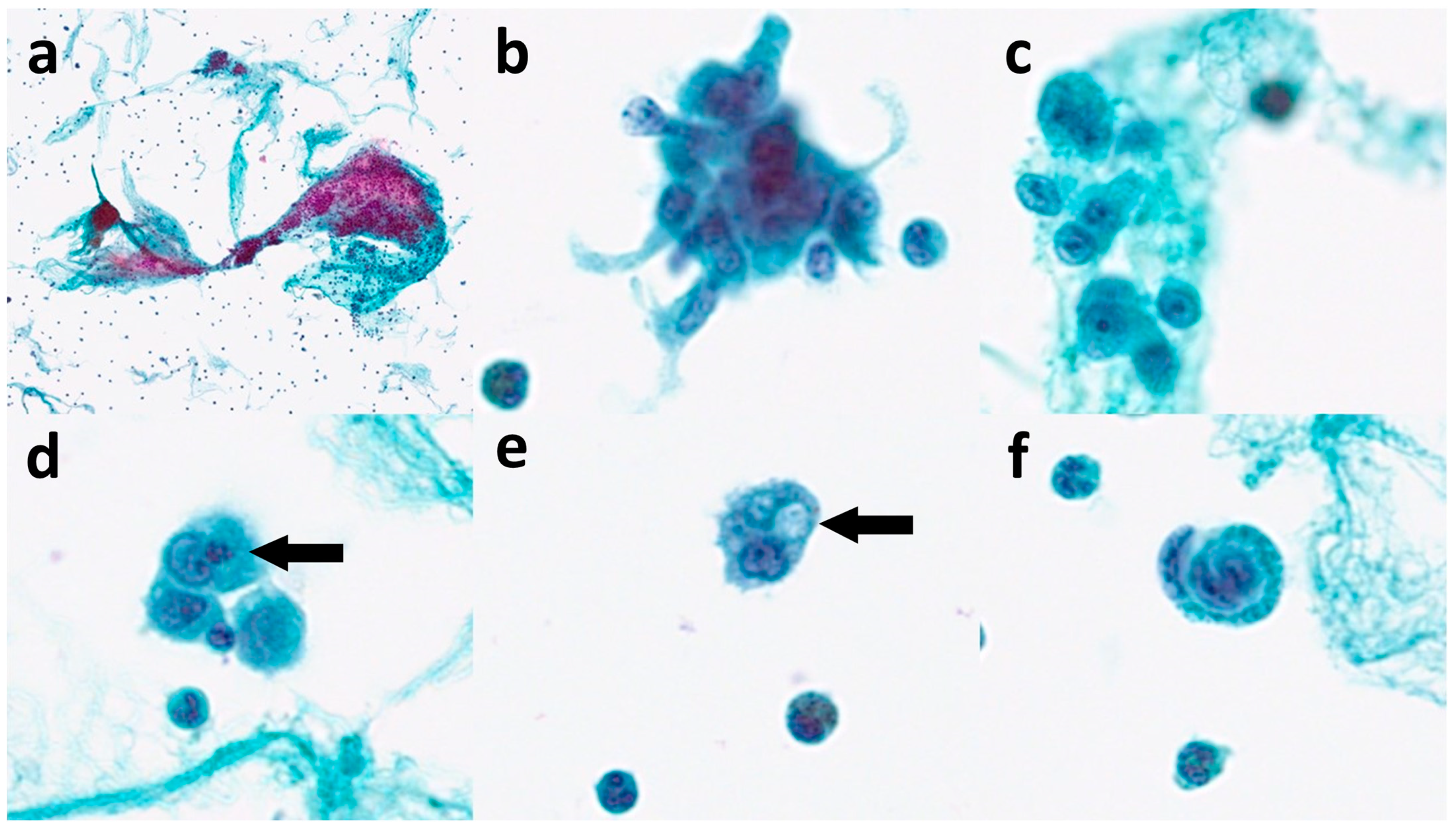 Diagnostics 13 02124 g002