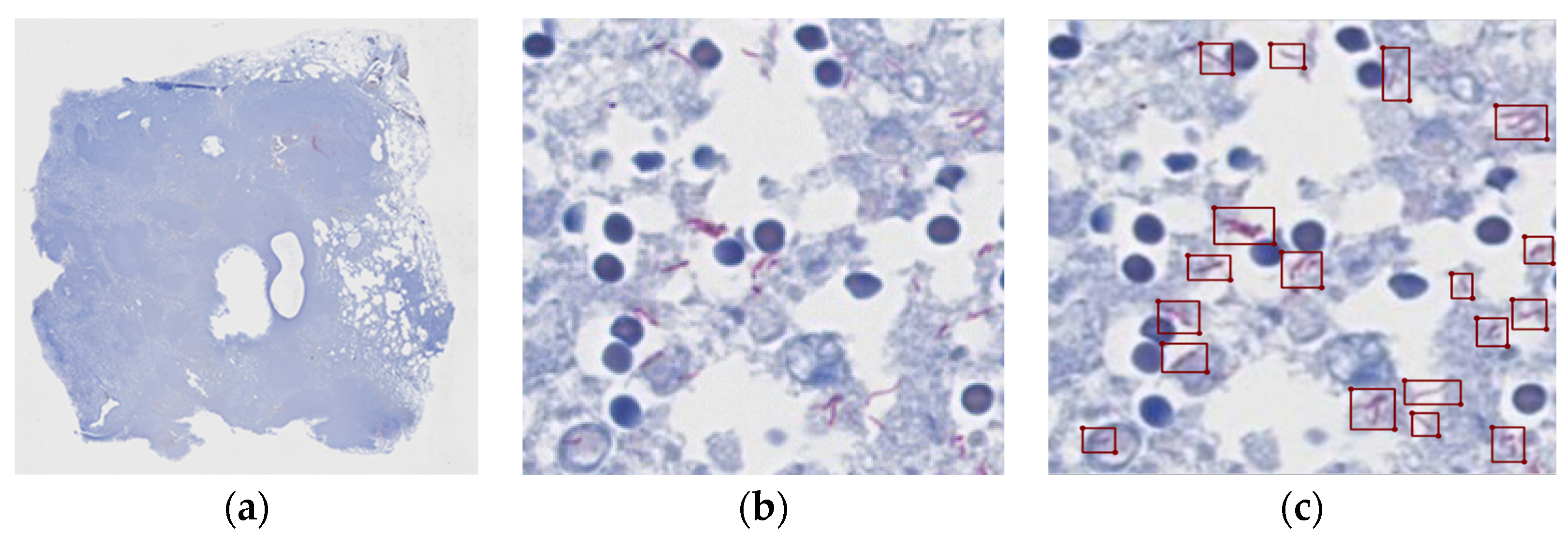 Diagnostics 13 02230 g001 Diagnostics 13 02230 g001