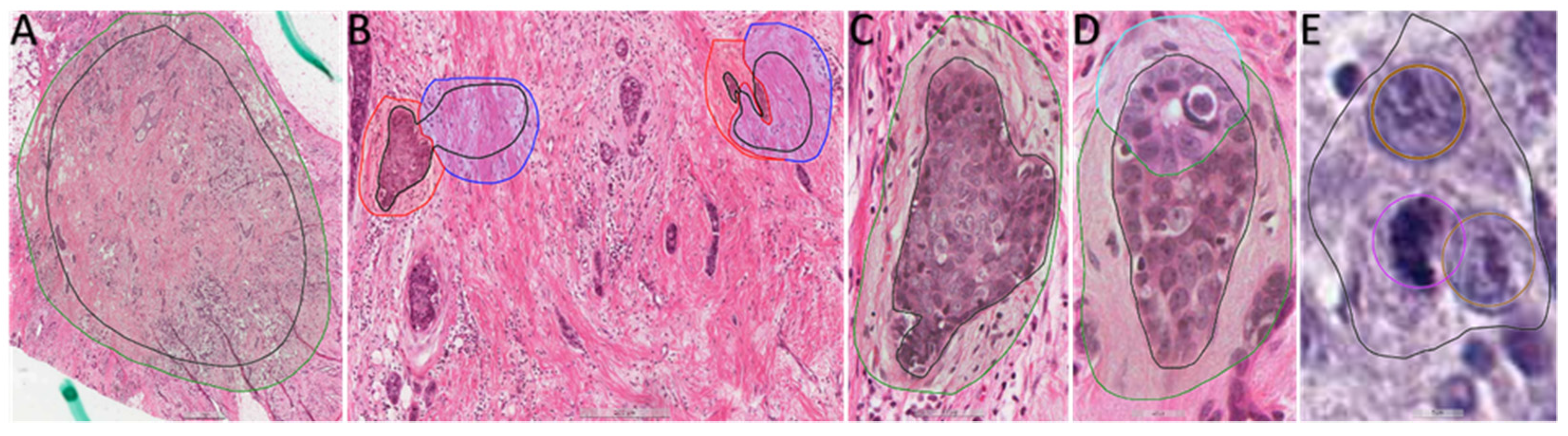 Diagnostics 13 02326 g003