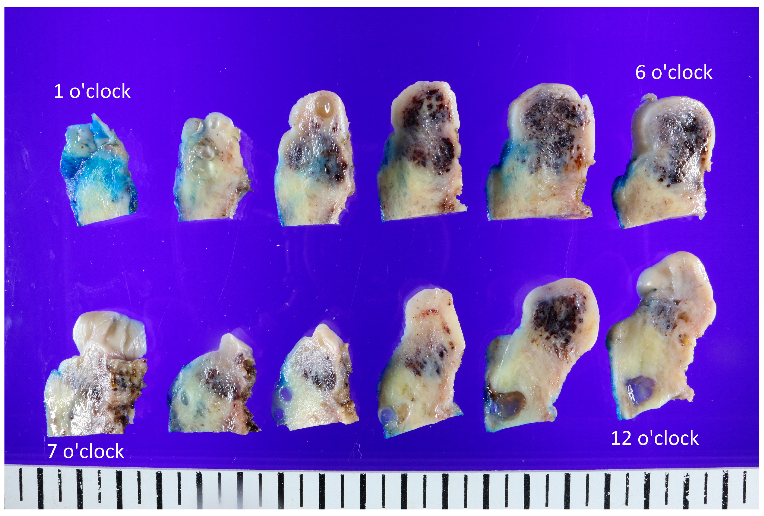 Diagnostics 13 02370 g002