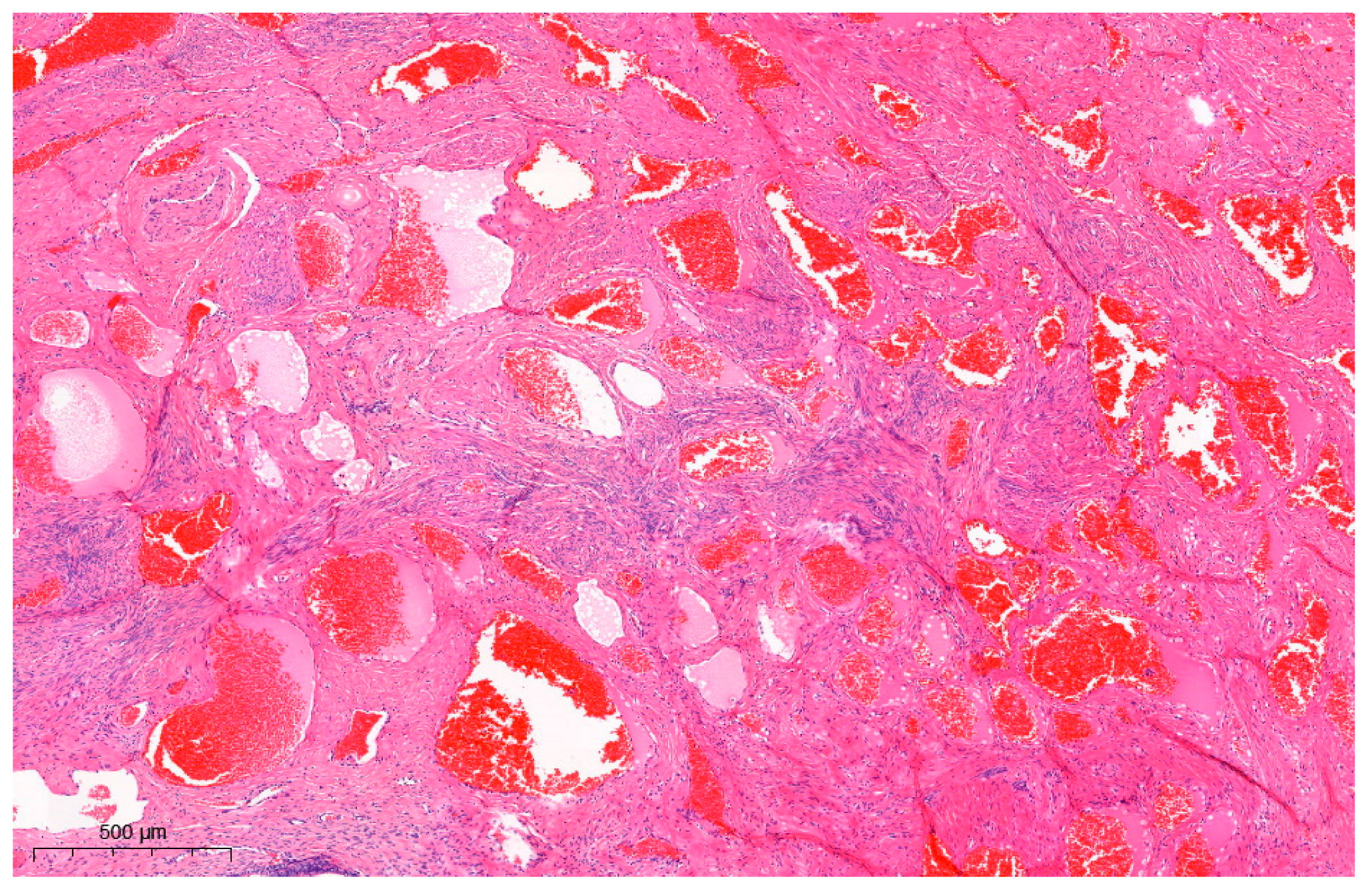 Diagnostics 13 02370 g003