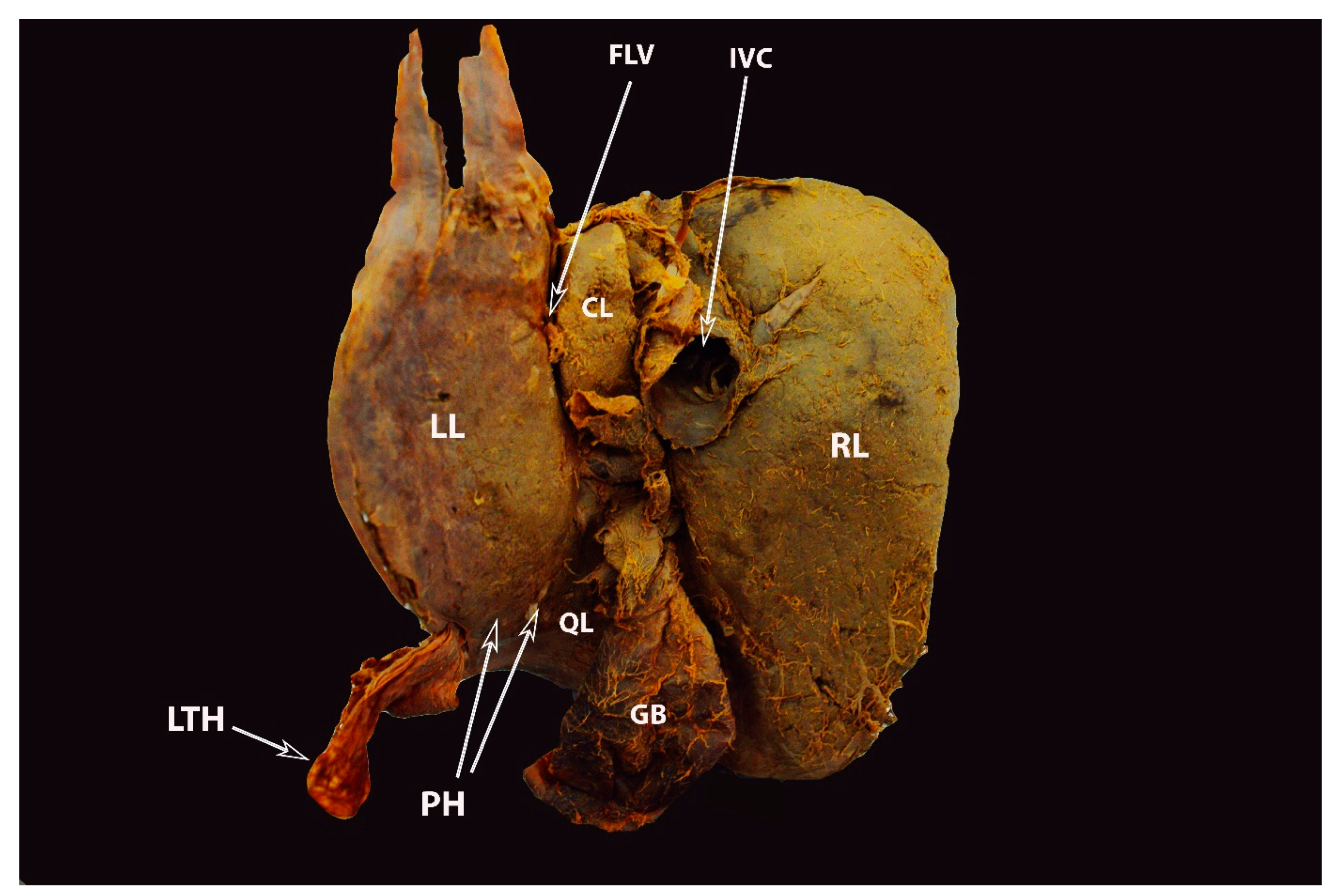 Diagnostics 13 02371 g009