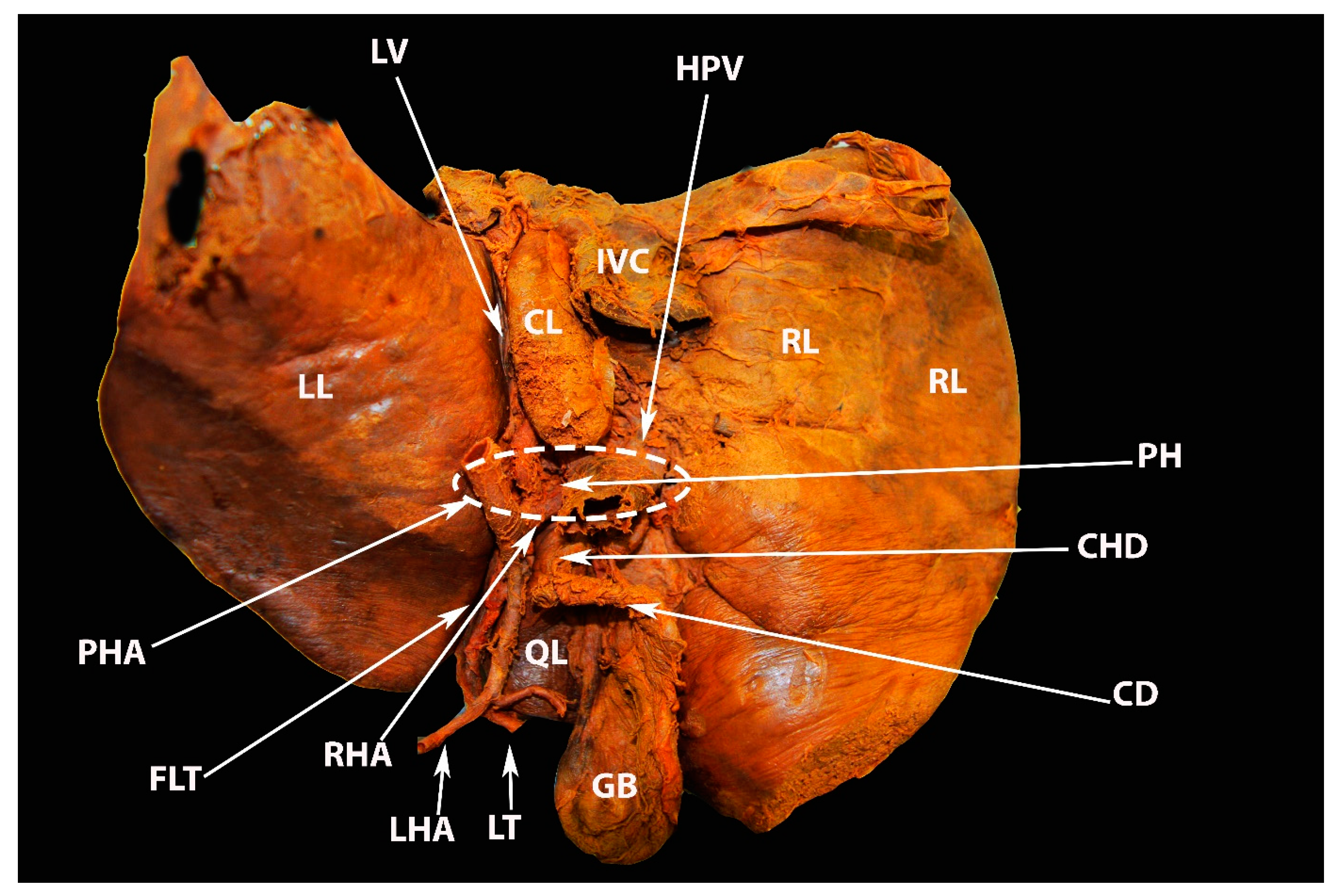 Diagnostics 13 02371 g010
