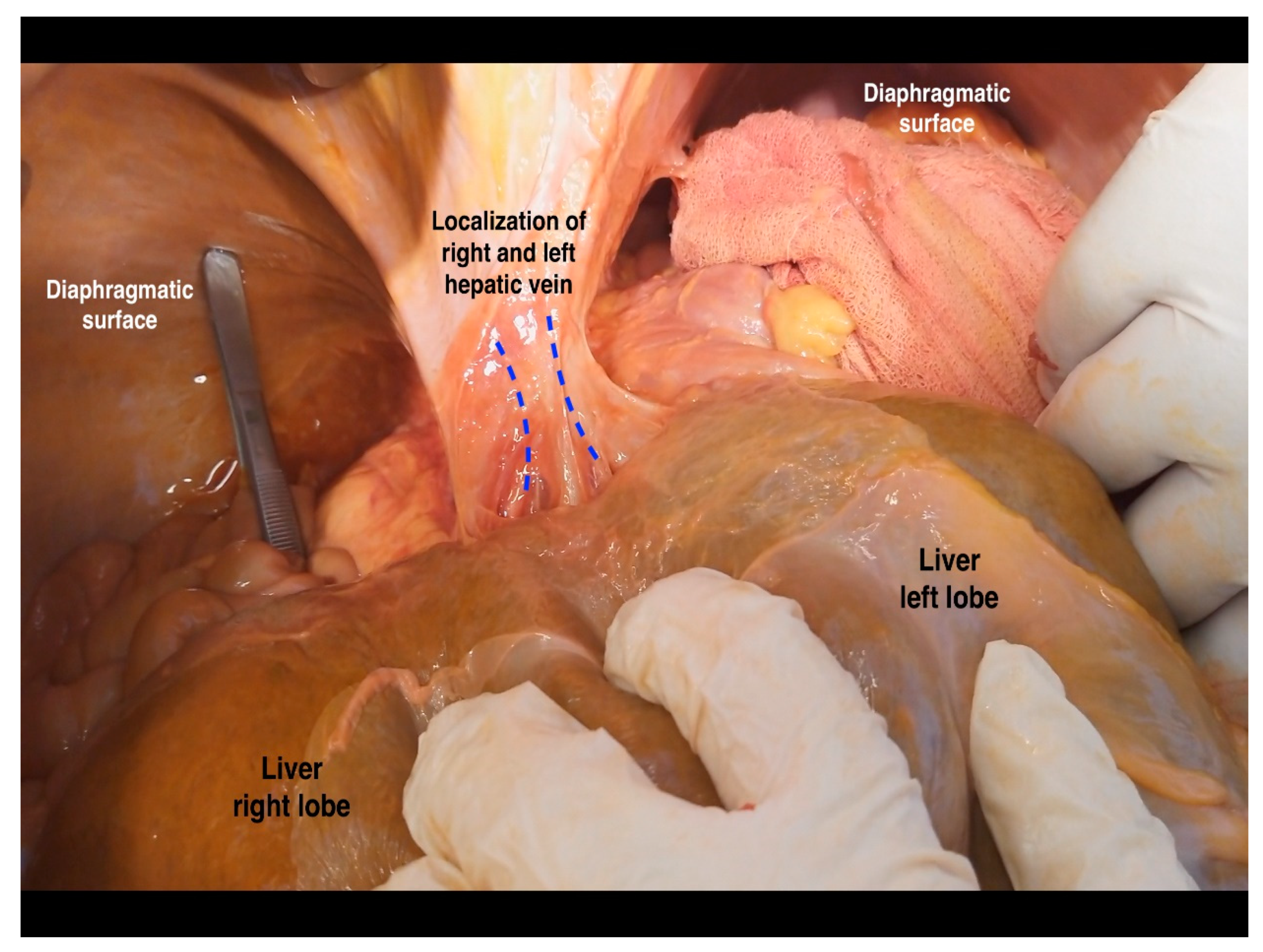 Diagnostics 13 02371 g019