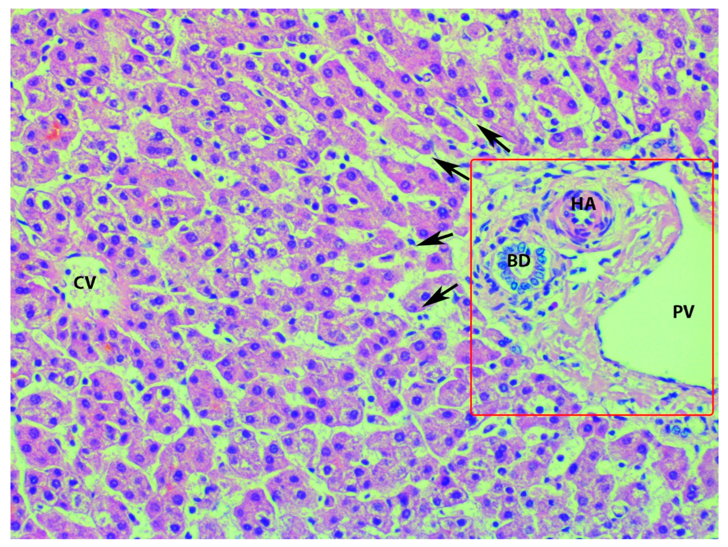Diagnostics 13 02371 g020