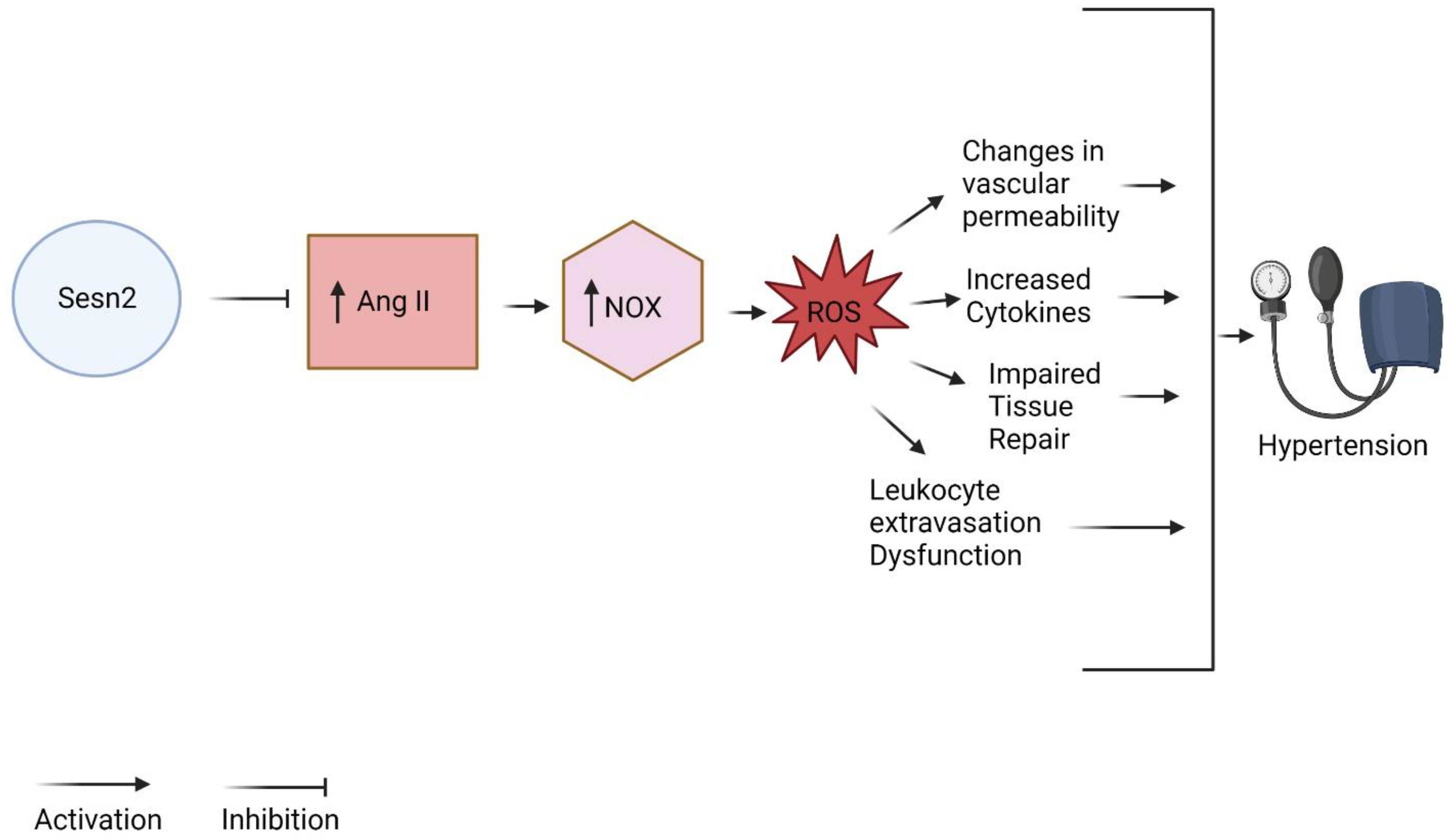 Diagnostics 13 02374 g003